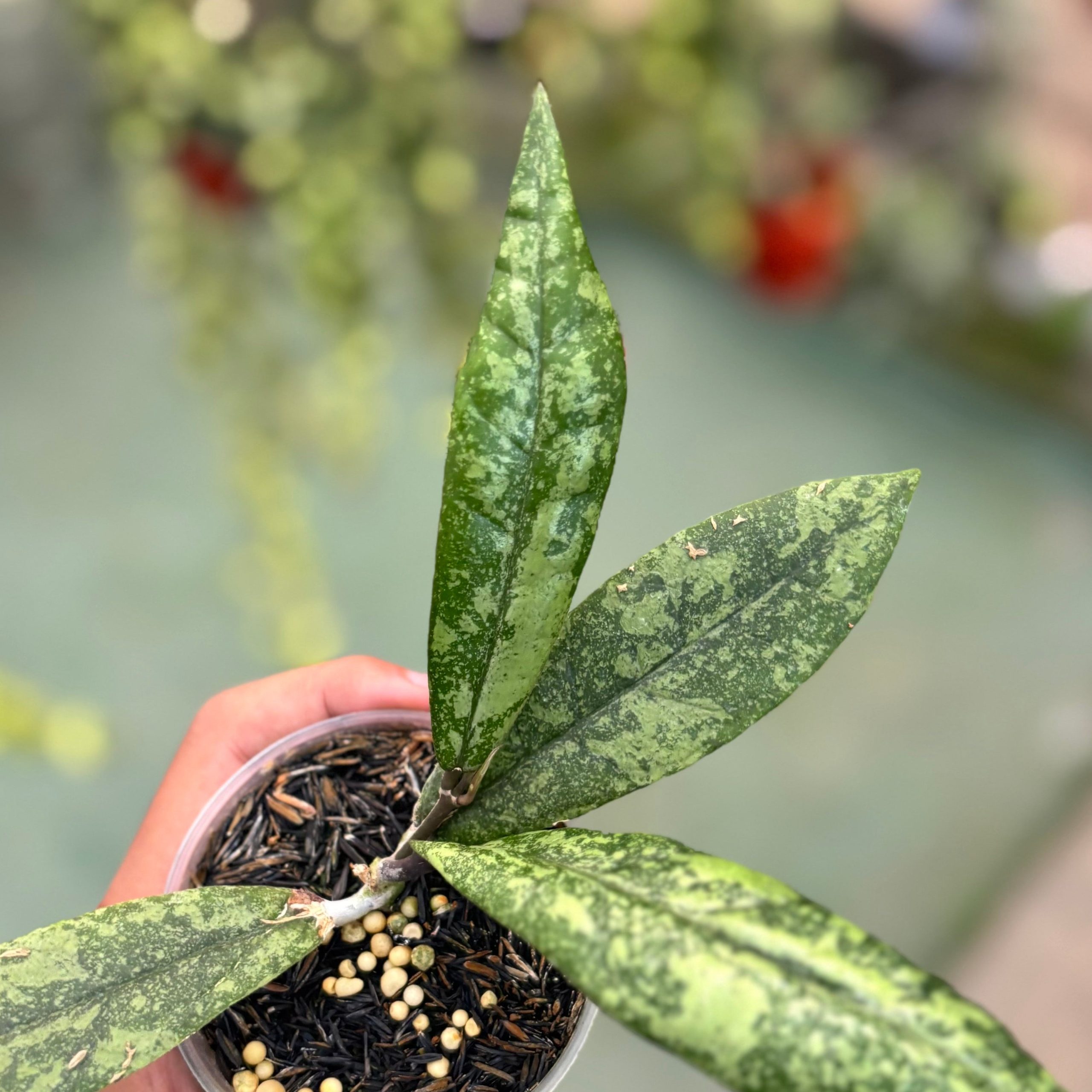 Hoya finlaysonii silver - Image 2