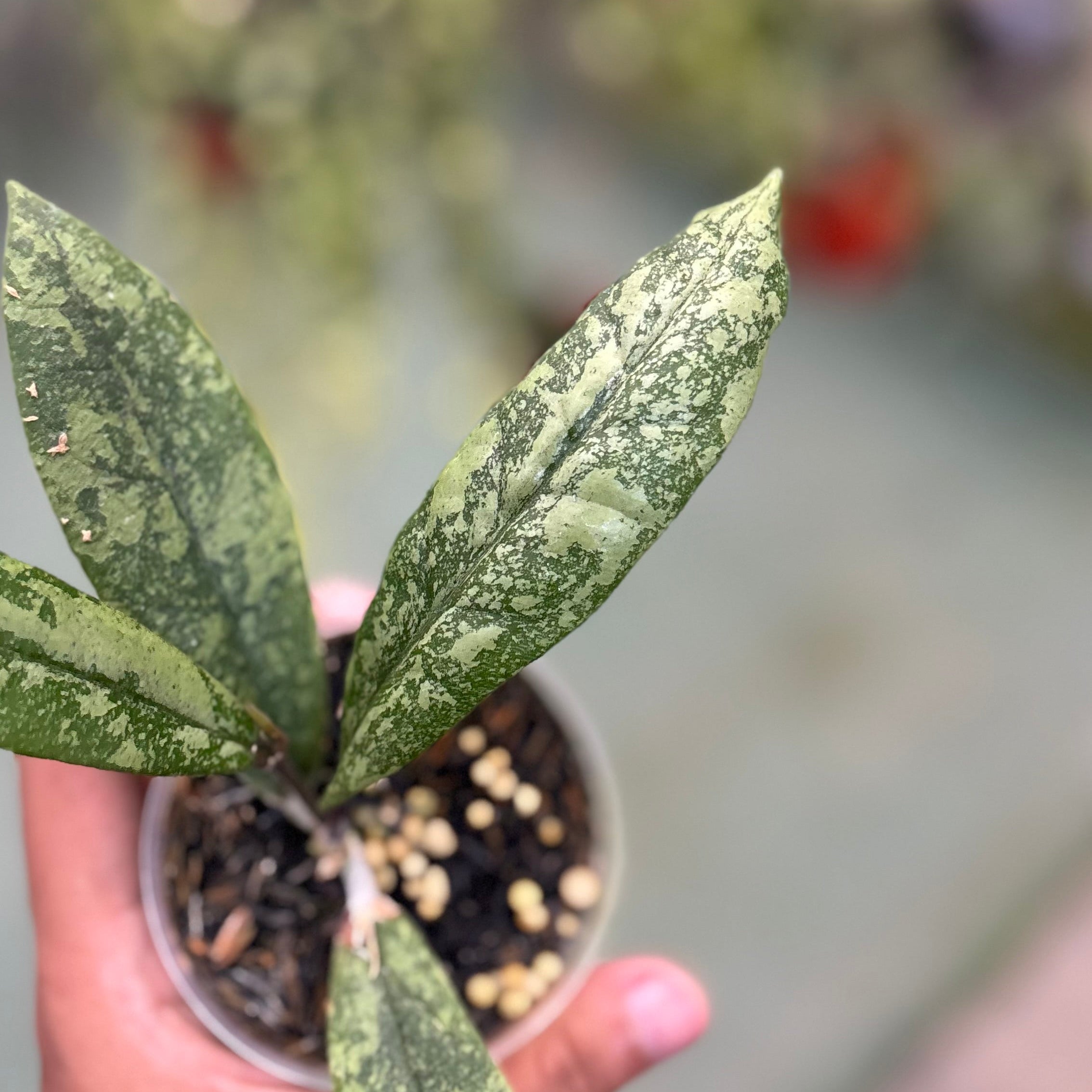 Hoya finlaysonii silver - Image 3