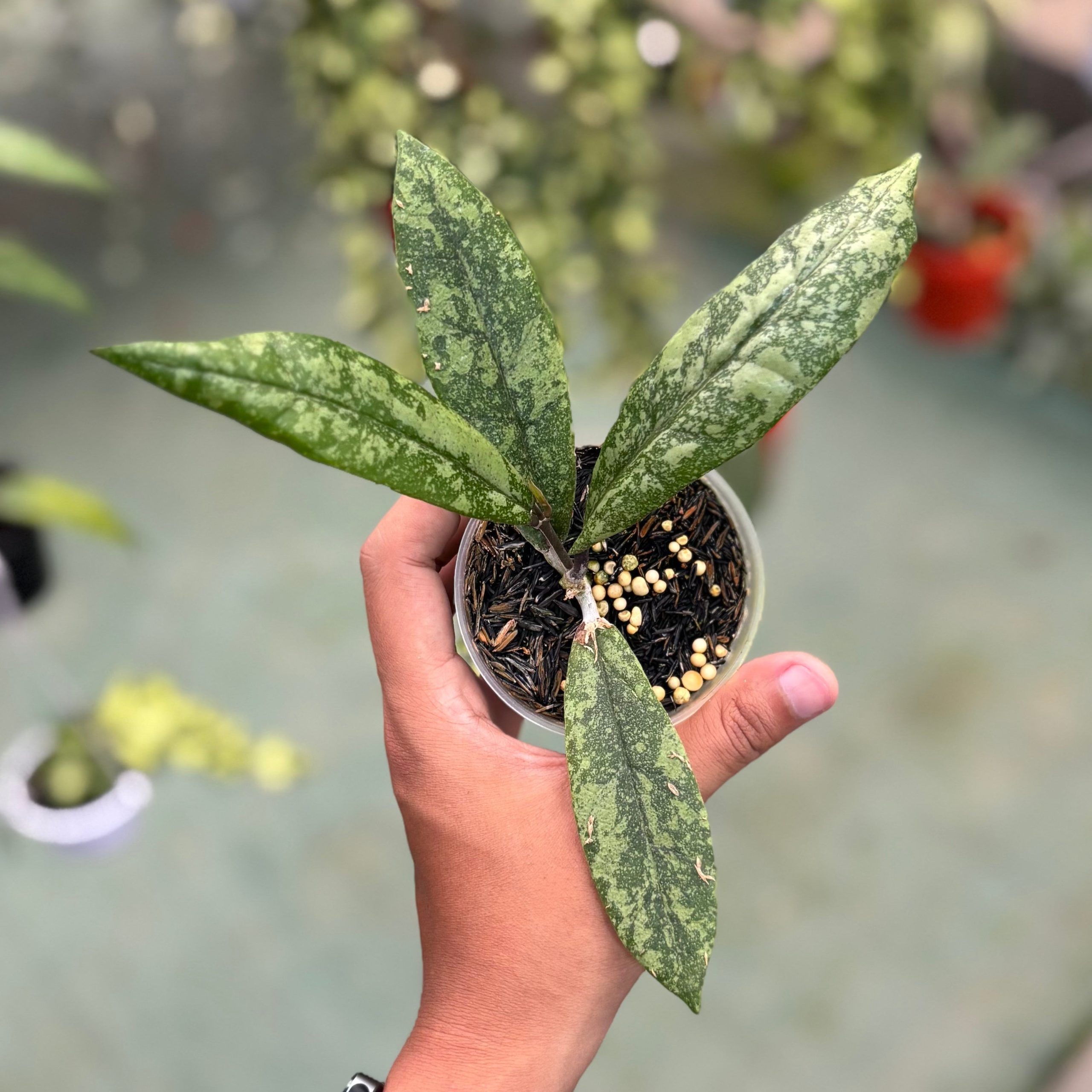 Hoya finlaysonii silver - Image 6