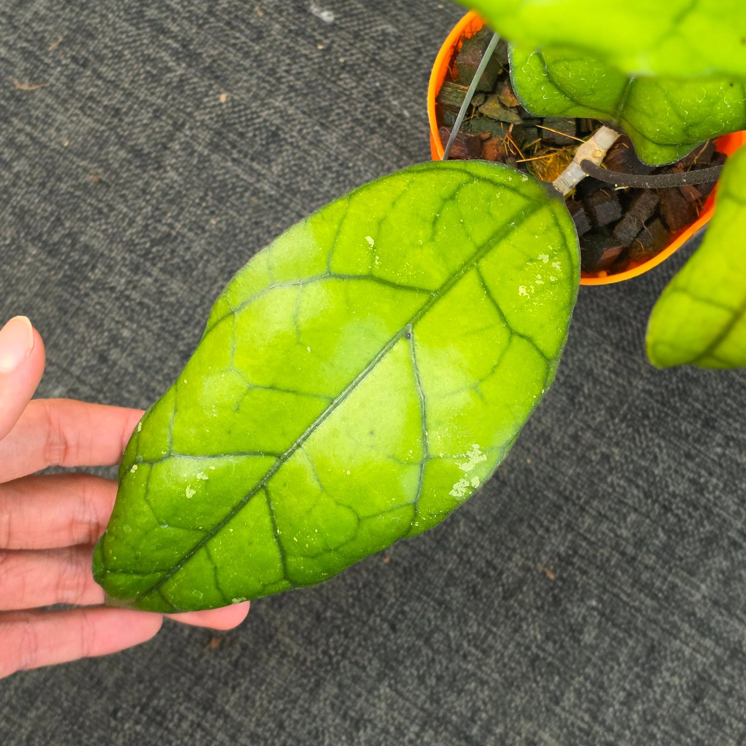 Hoya finlaysonii 'Tabalong' - Image 2