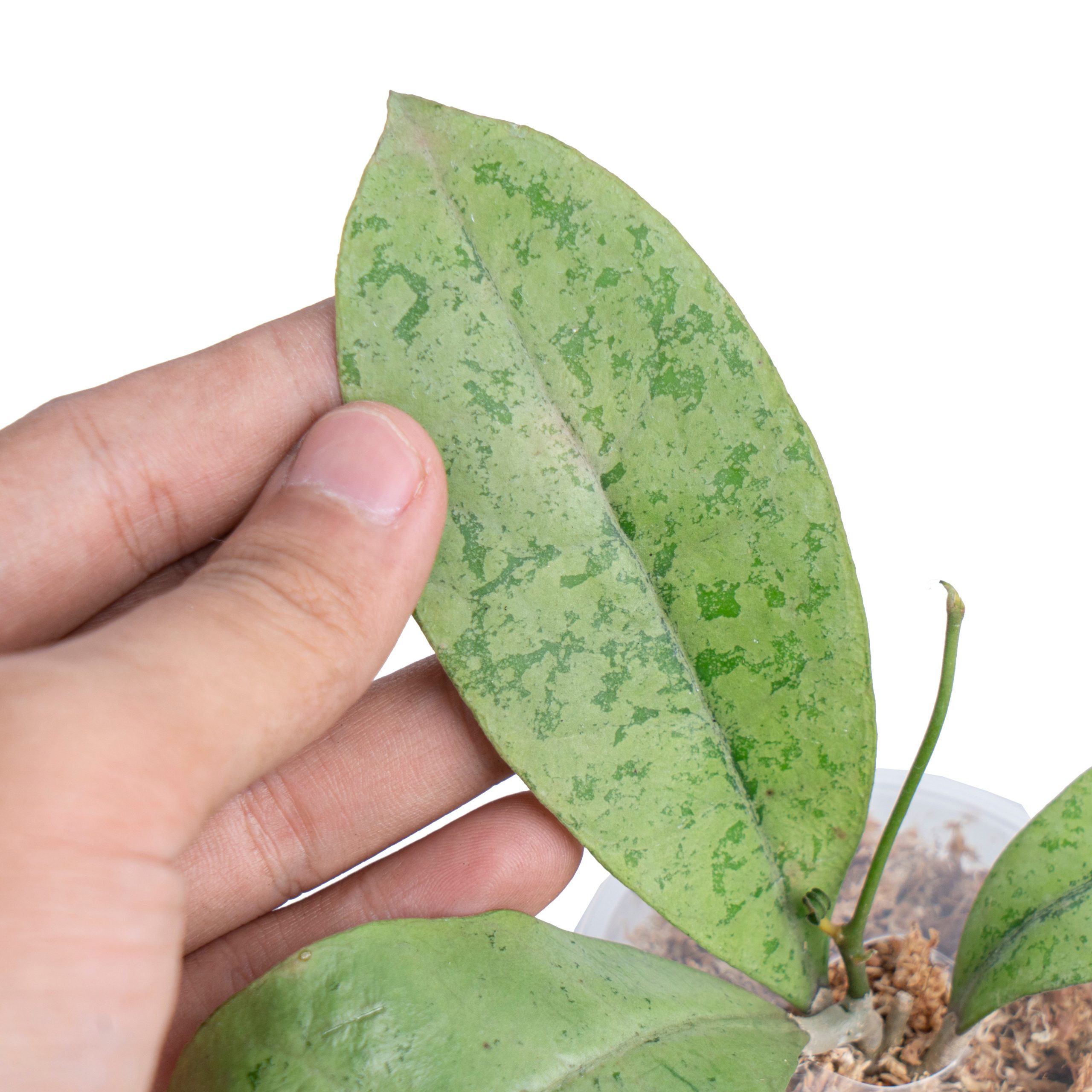 Hoya Forbesii Silver Sp. Borneo - Image 2