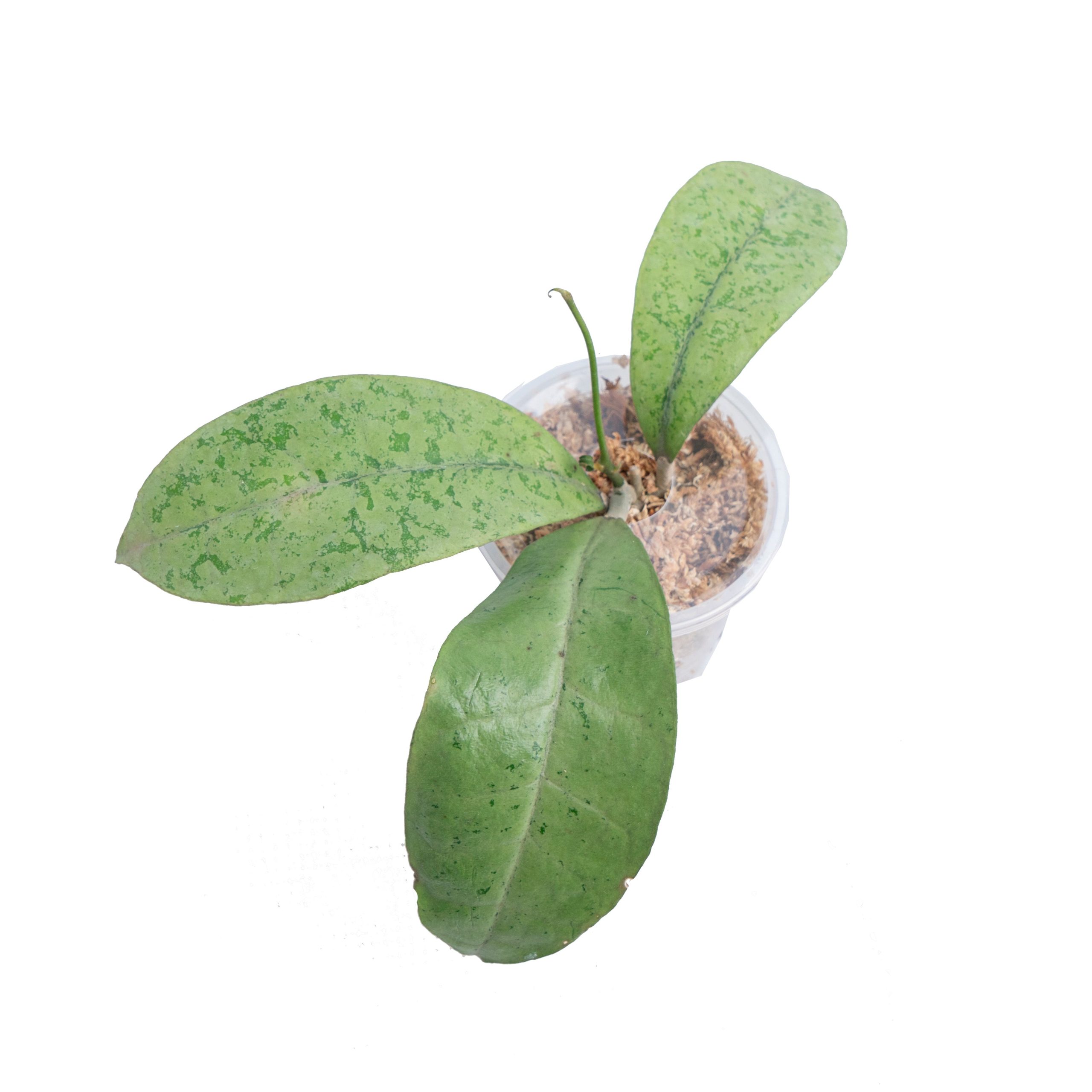 Hoya Forbesii Silver Sp. Borneo - Image 4