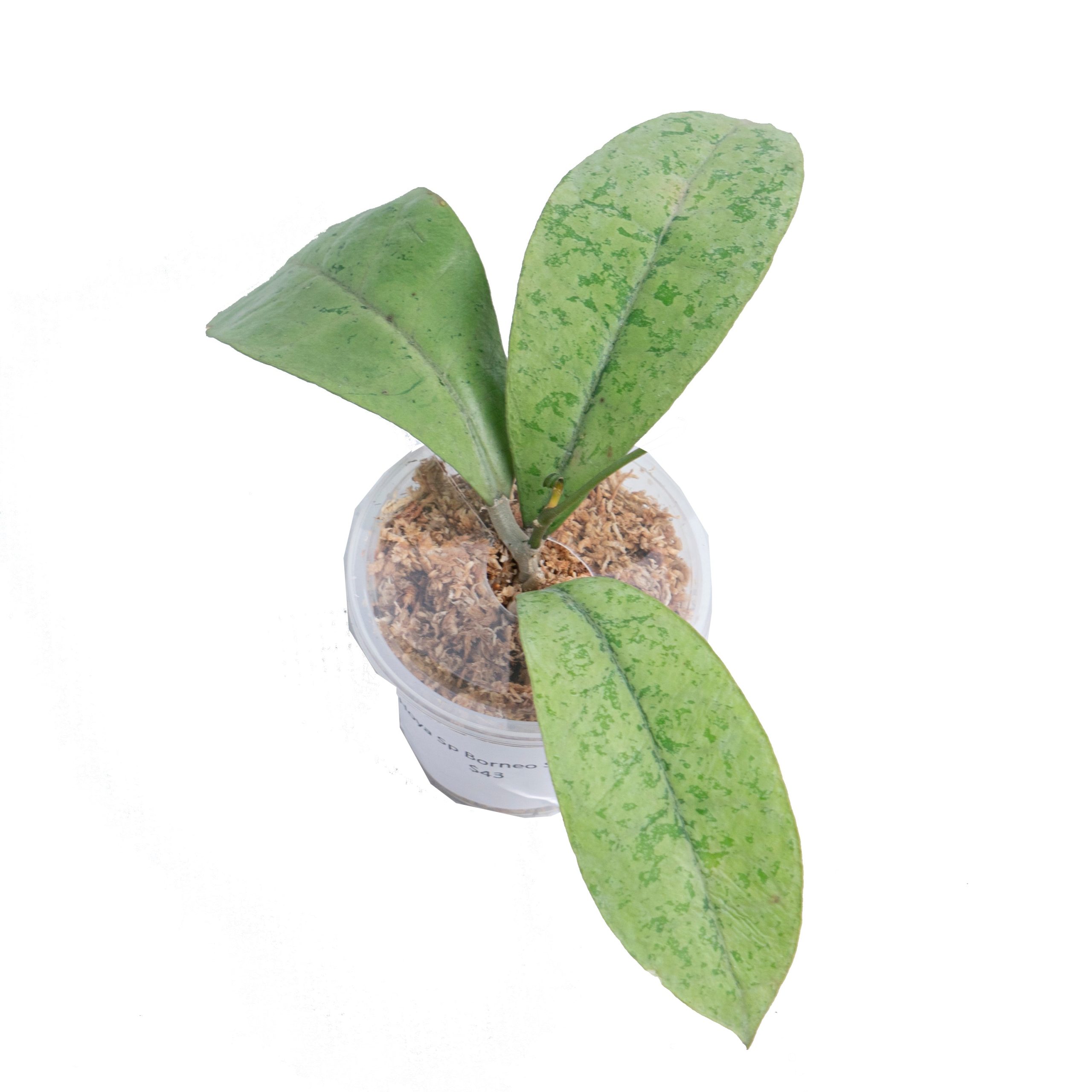 Hoya Forbesii Silver Sp. Borneo - Image 5