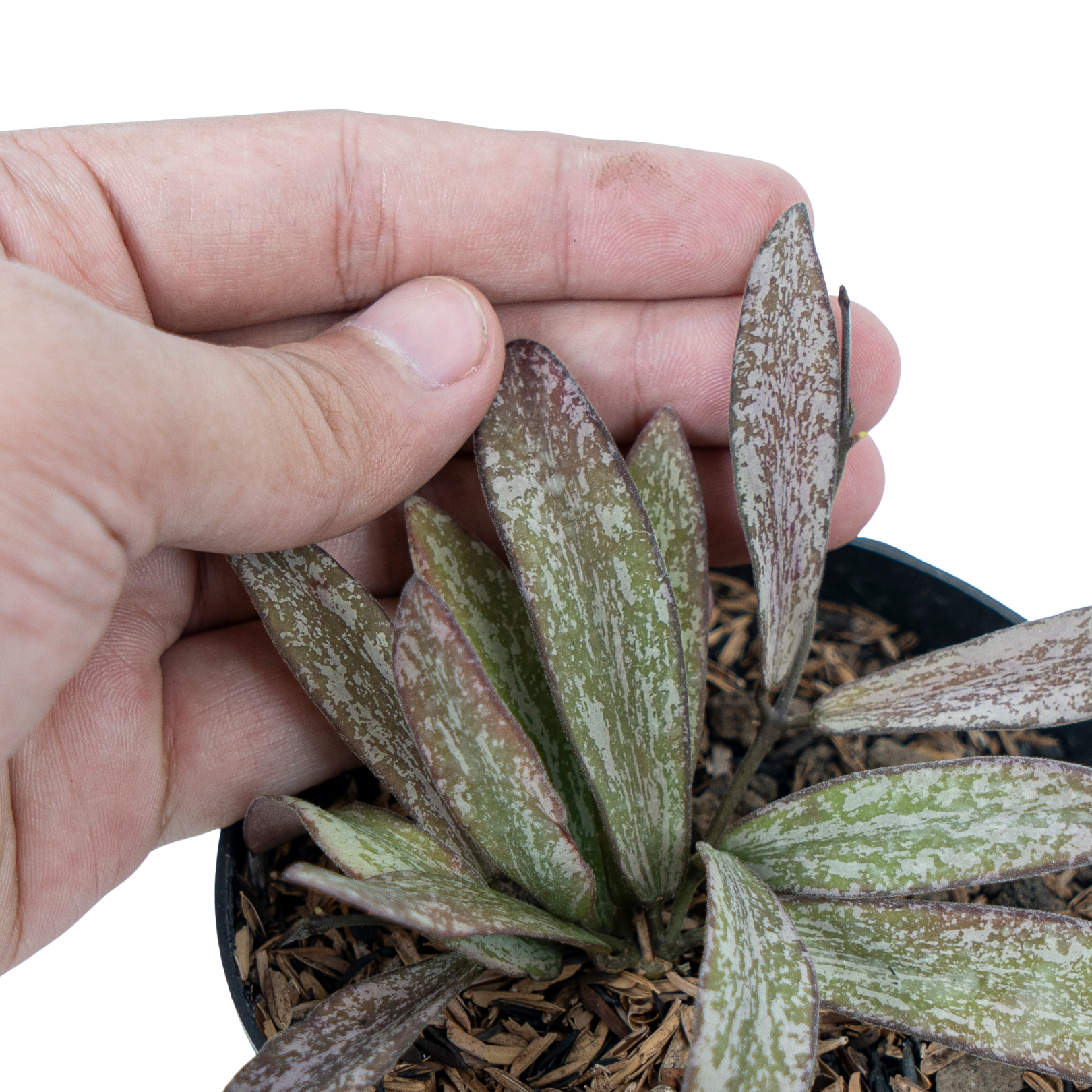 Hoya Galitic Sp Sumatera - Image 2