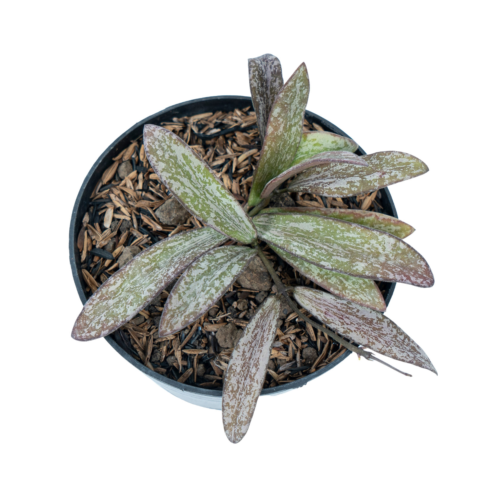 Hoya Galitic Sp Sumatera - Image 3