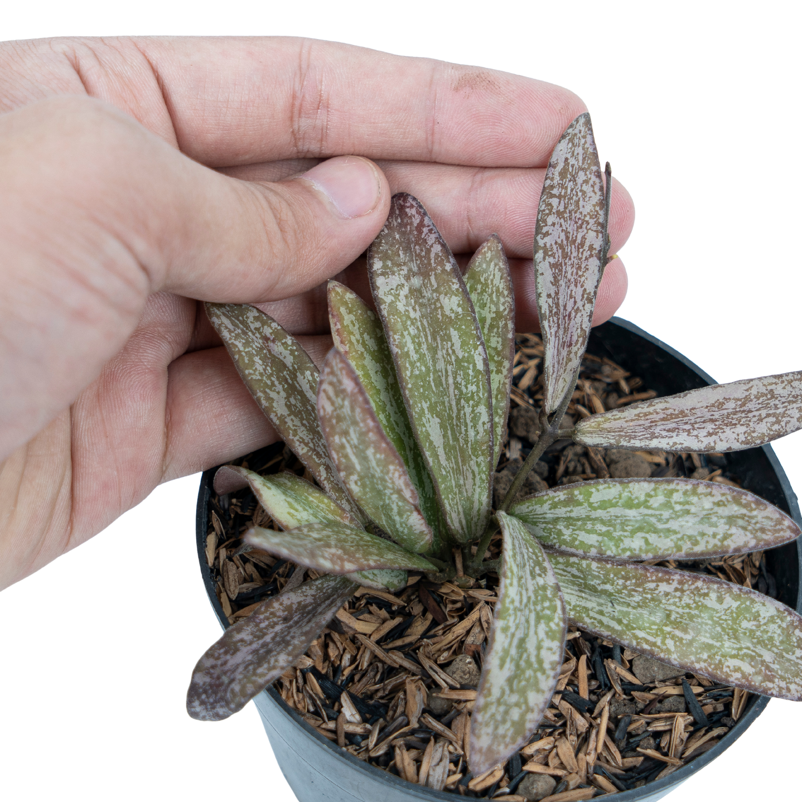 Hoya Galitic Sp Sumatera - Image 4