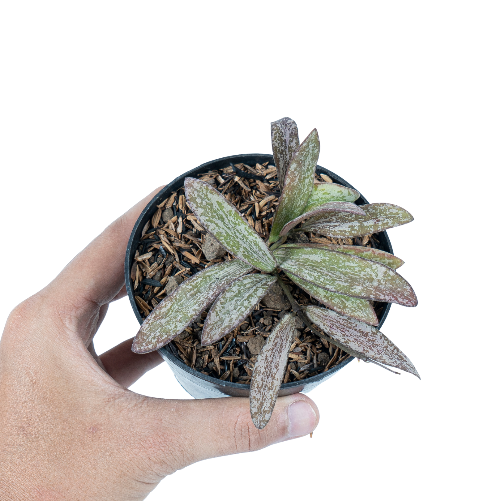Hoya Galitic Sp Sumatera - Image 5