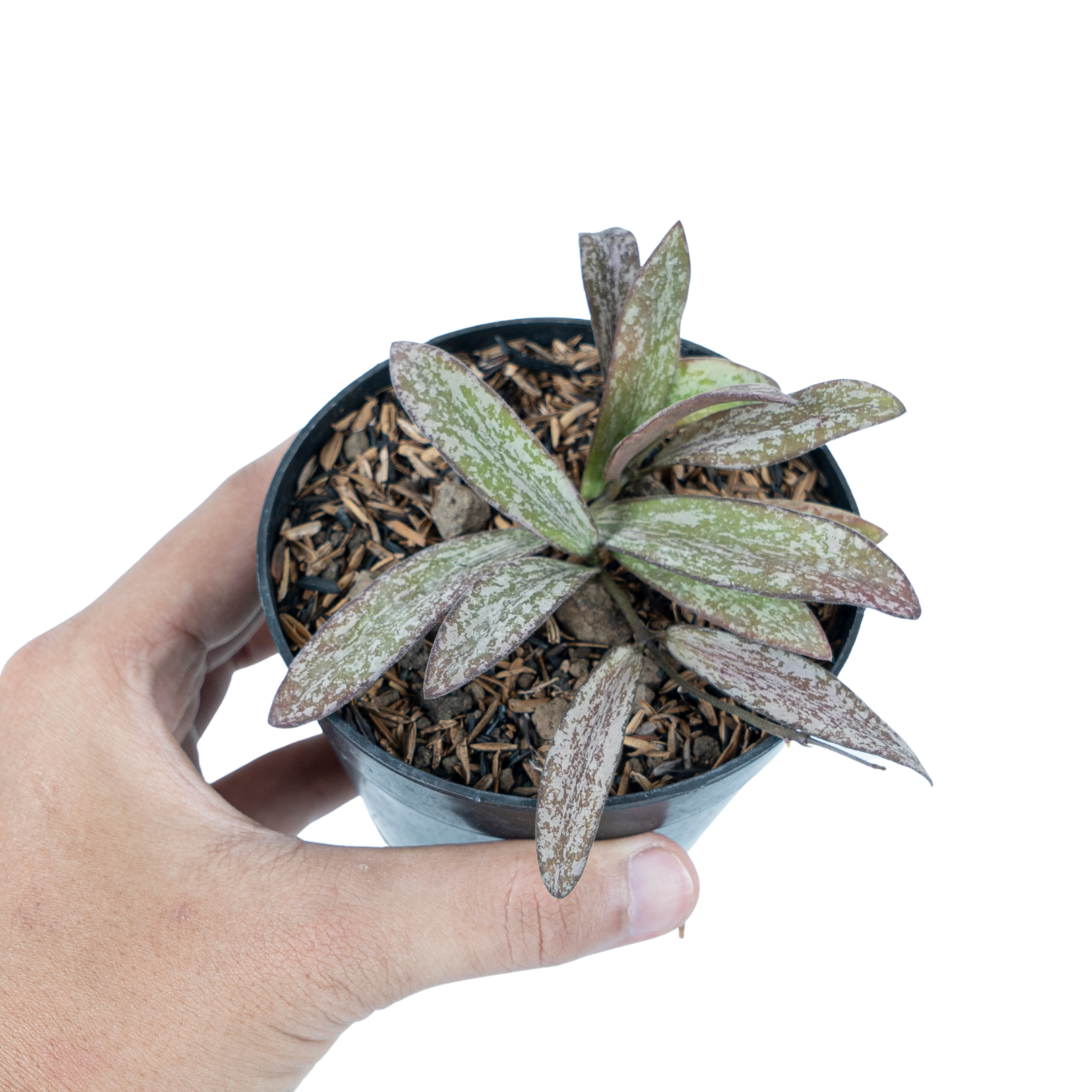 Hoya Galitic Sp Sumatera - Image 6