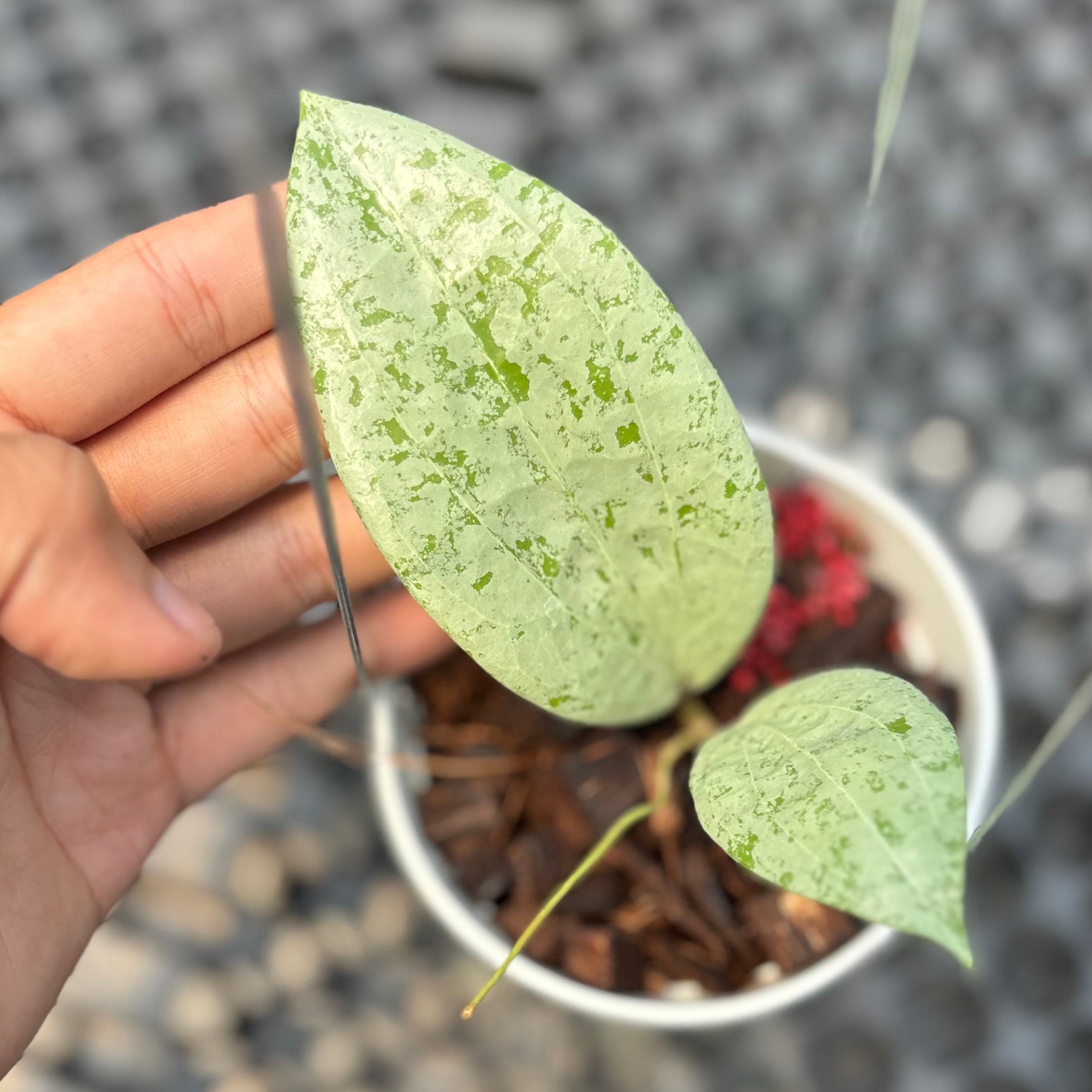 Hoya glabra borneo solver - Image 2