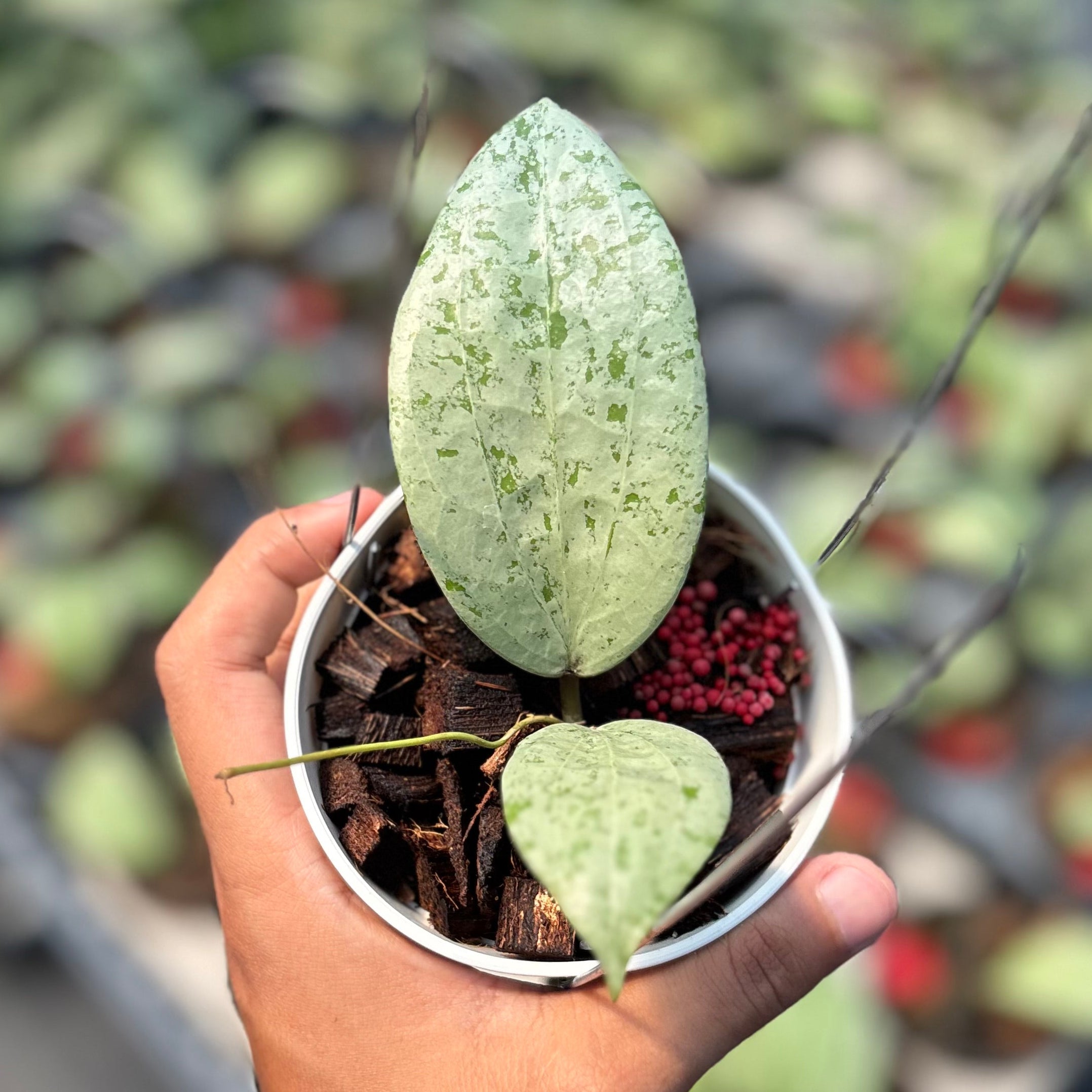 Hoya glabra borneo solver - Image 4