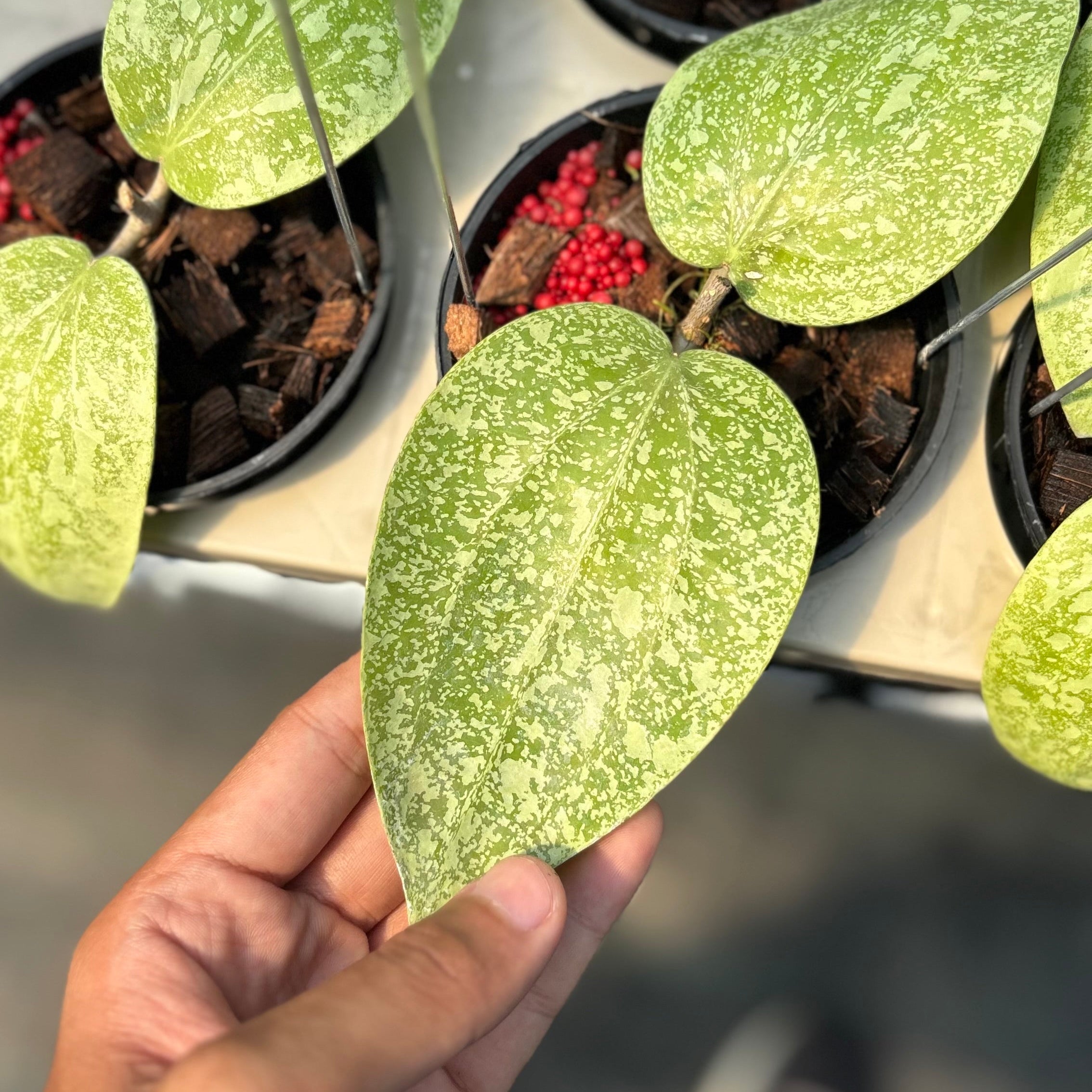 Hoya glabra silver splash - Image 2