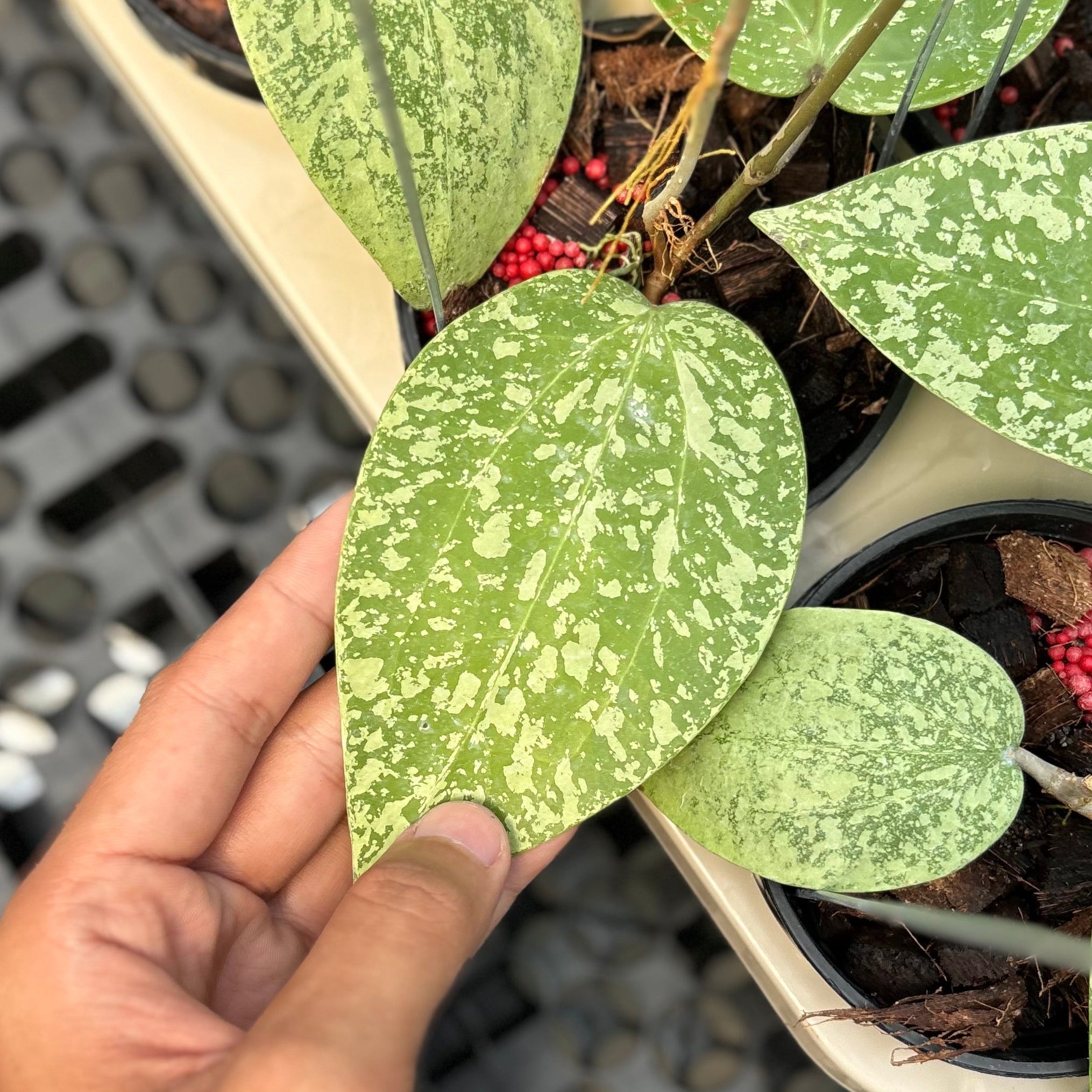 Hoya glabra silver splash - Image 3