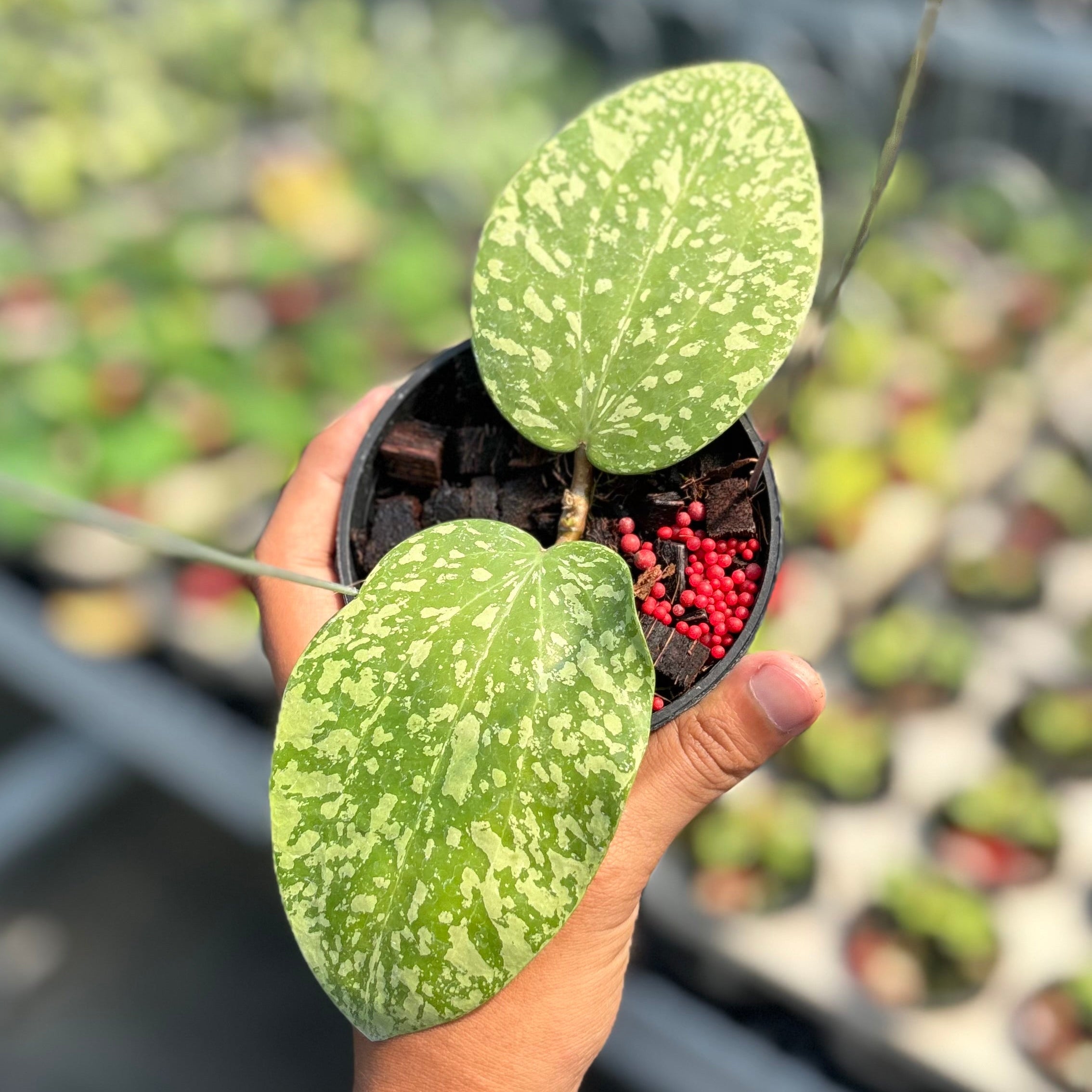 Hoya glabra silver splash - Image 4