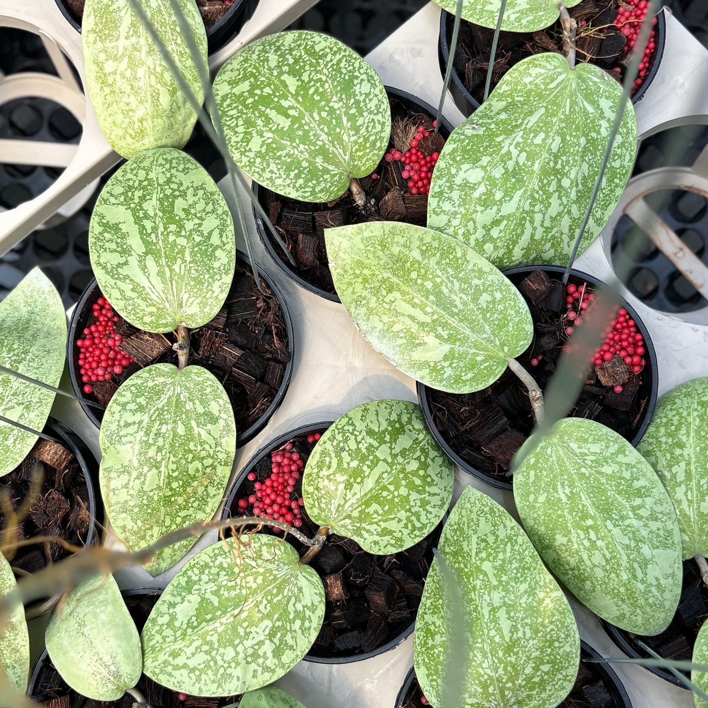 Hoya glabra silver splash - Image 5