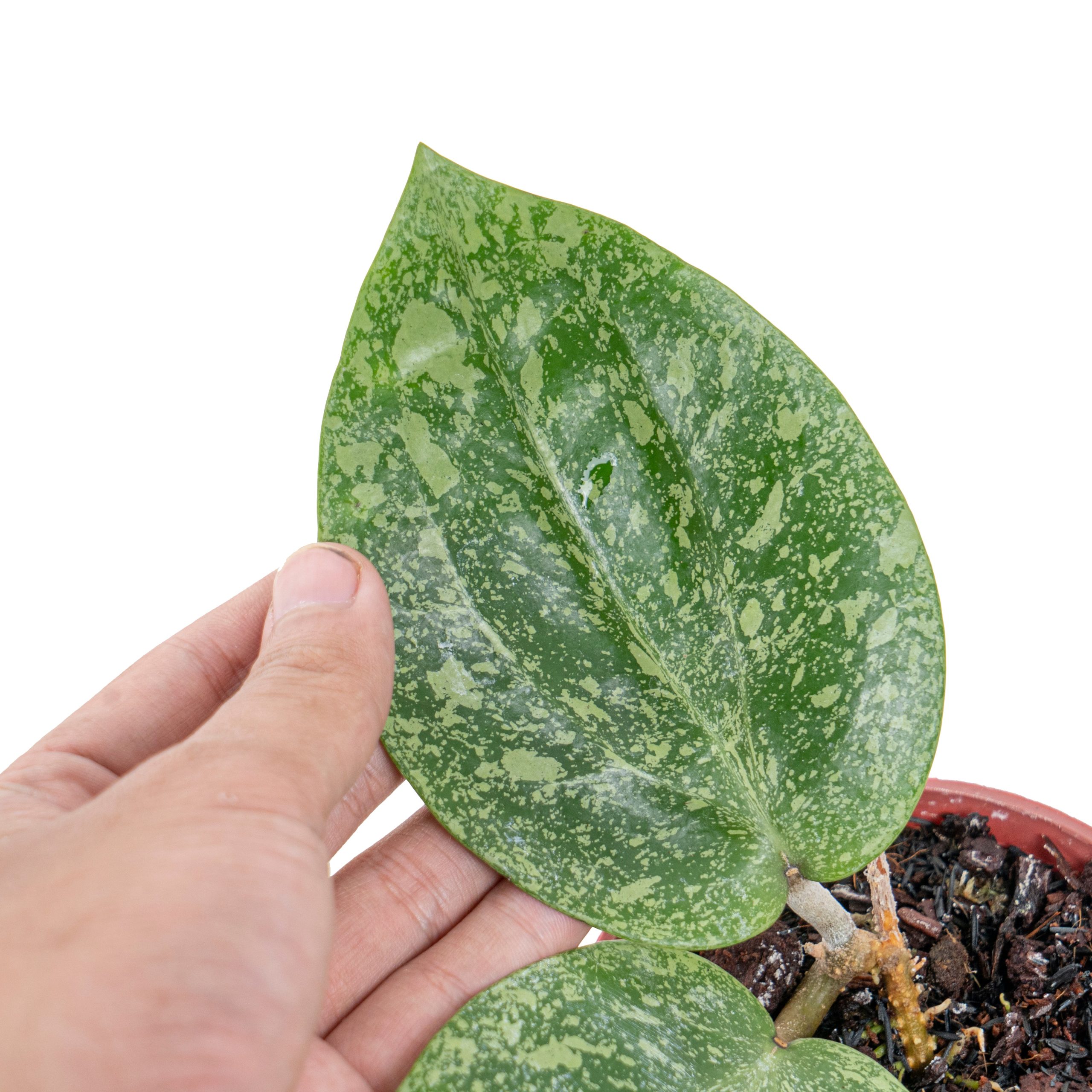 Hoya glabra splash (YiP) - Image 2