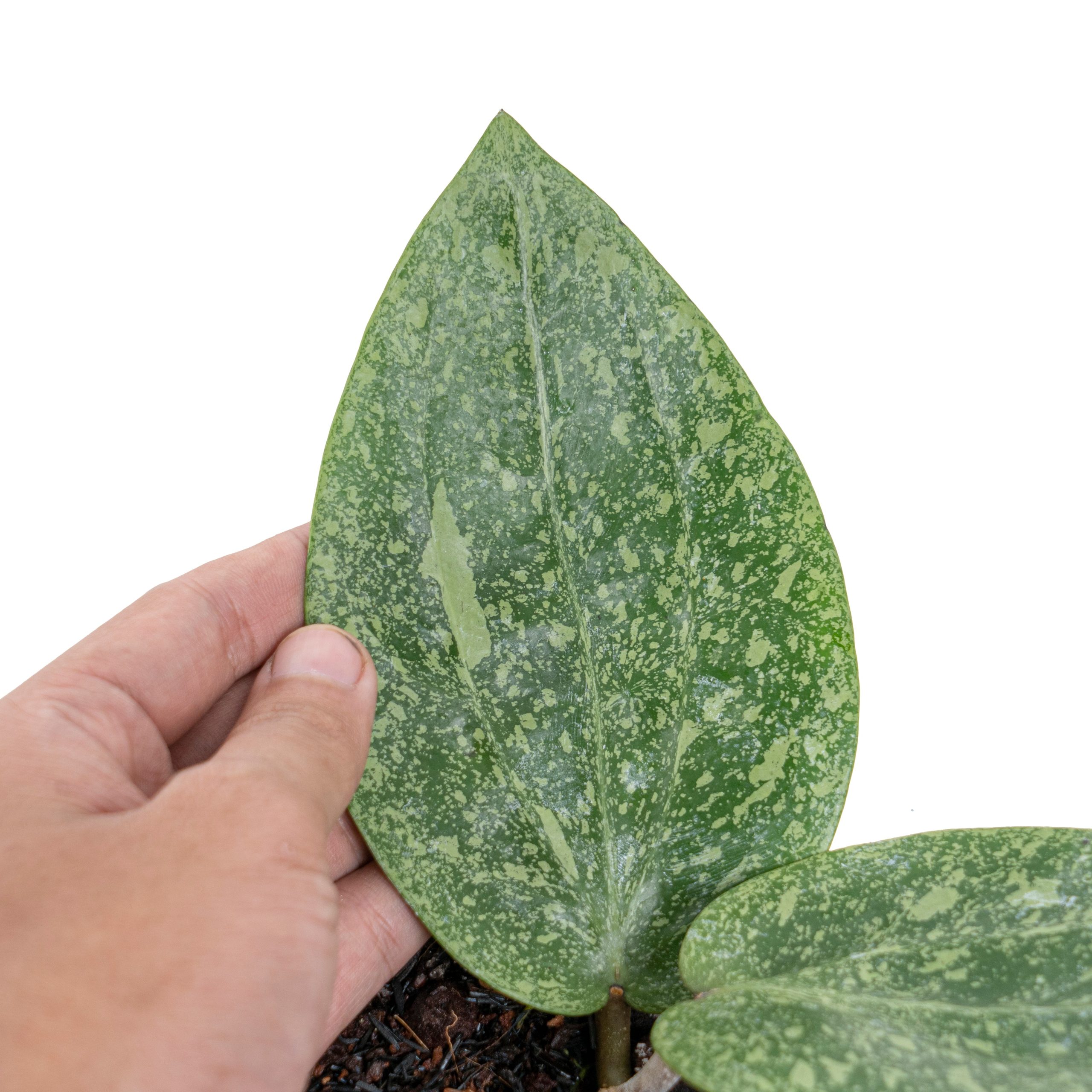 Hoya glabra splash (YiP) - Image 3