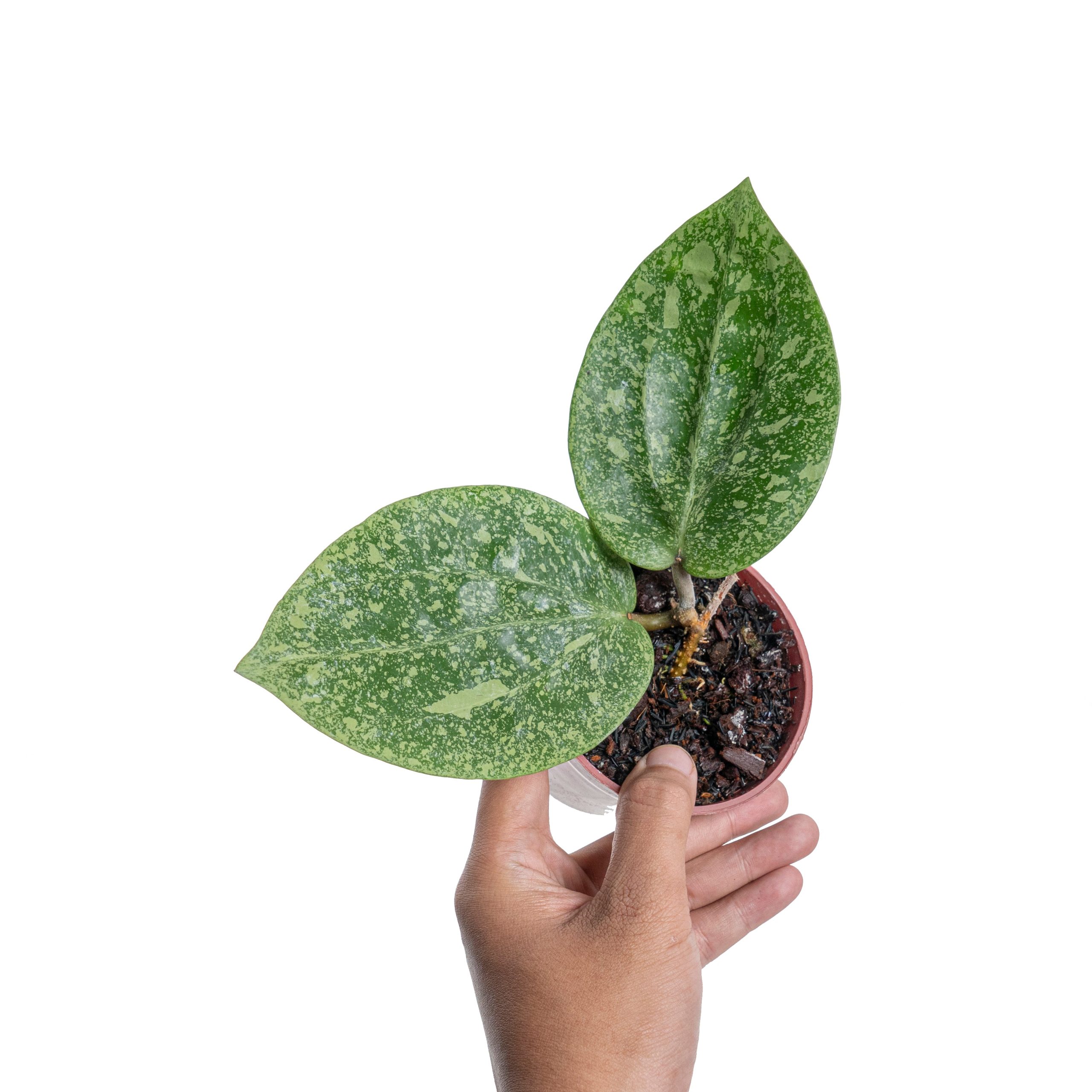 Hoya glabra splash (YiP) - Image 4