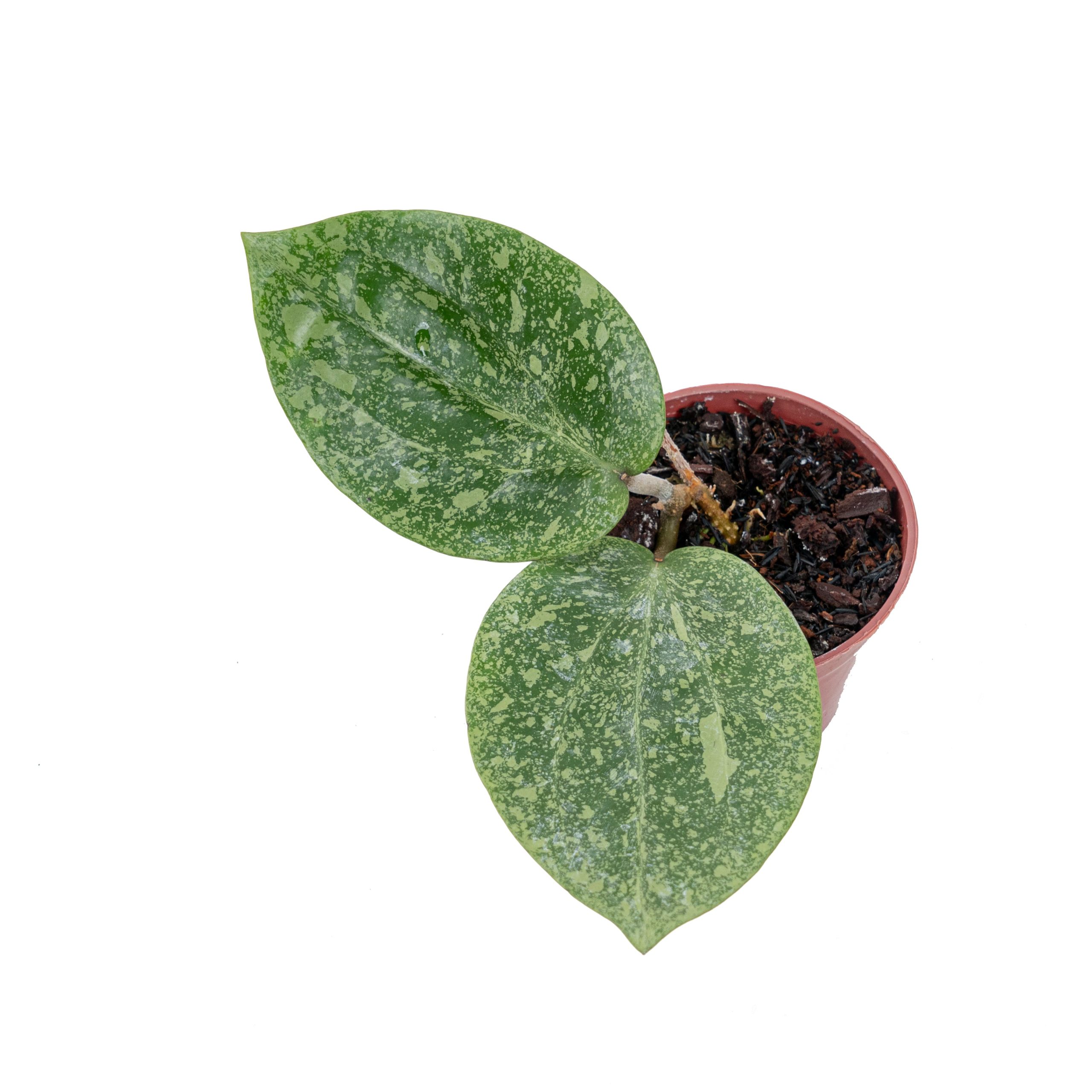 Hoya glabra splash (YiP) - Image 5