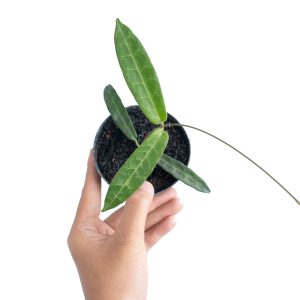 Hoya Hypolasia