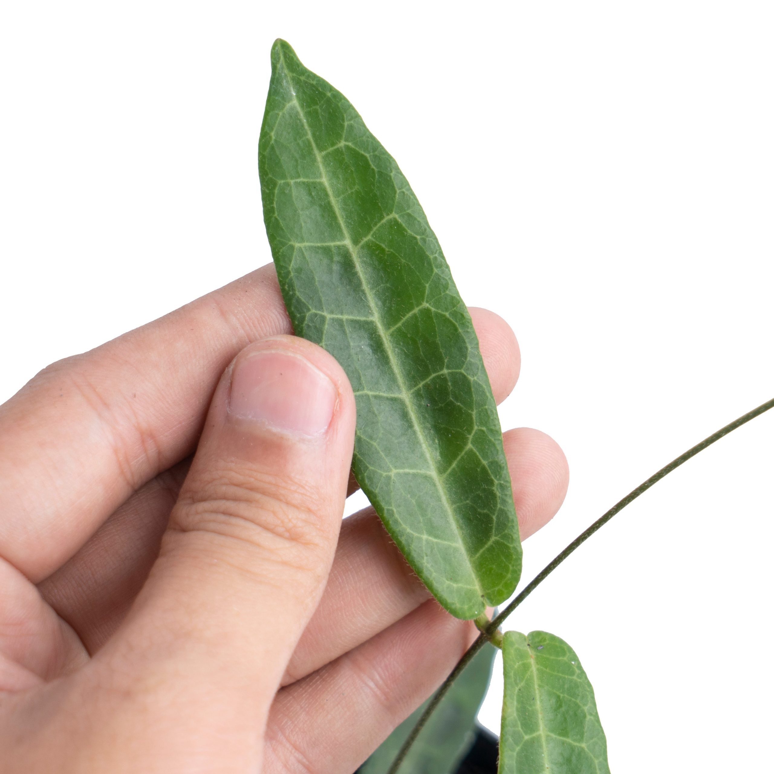 Hoya Hypolasia - Image 2