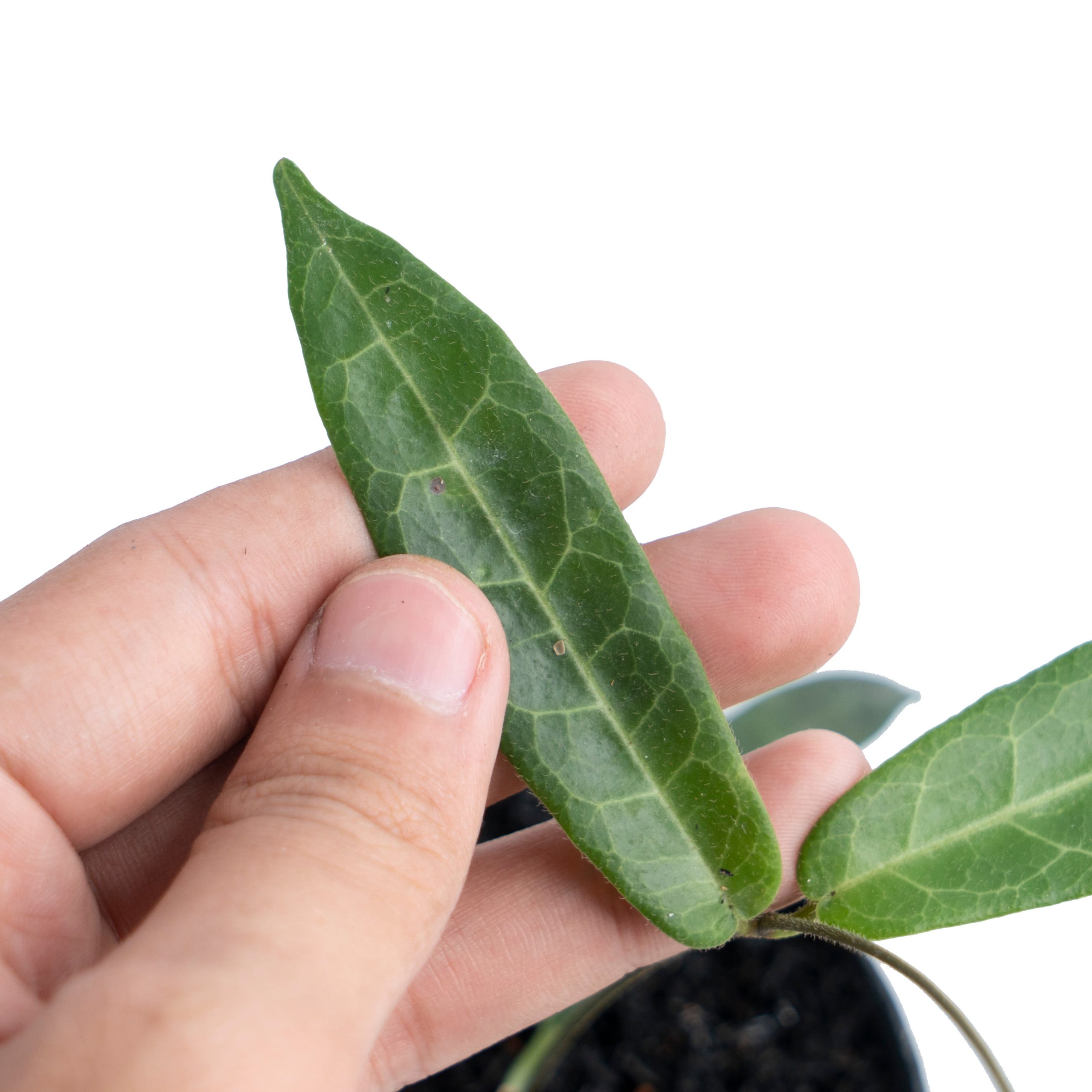 Hoya Hypolasia - Image 3