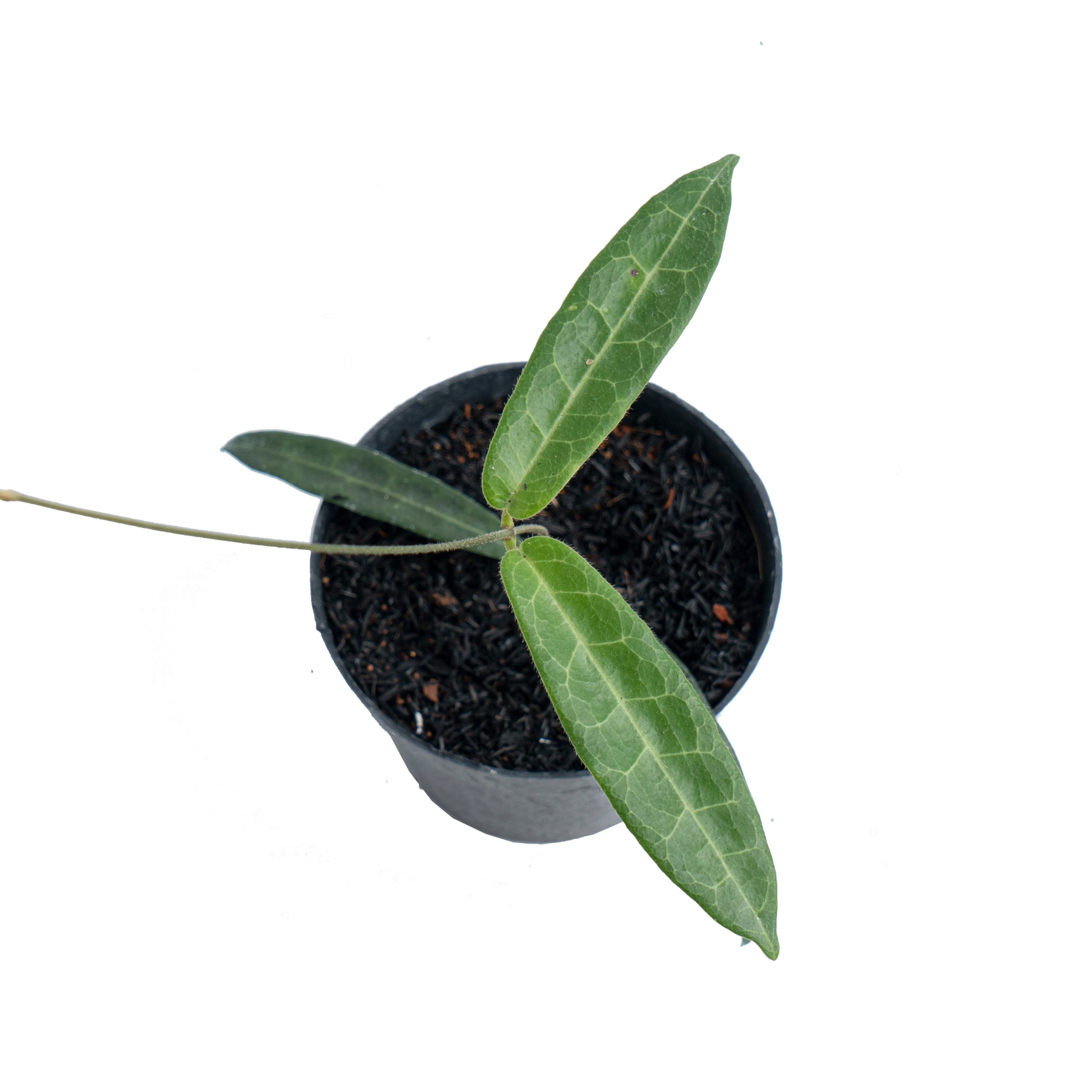 Hoya Hypolasia - Image 4