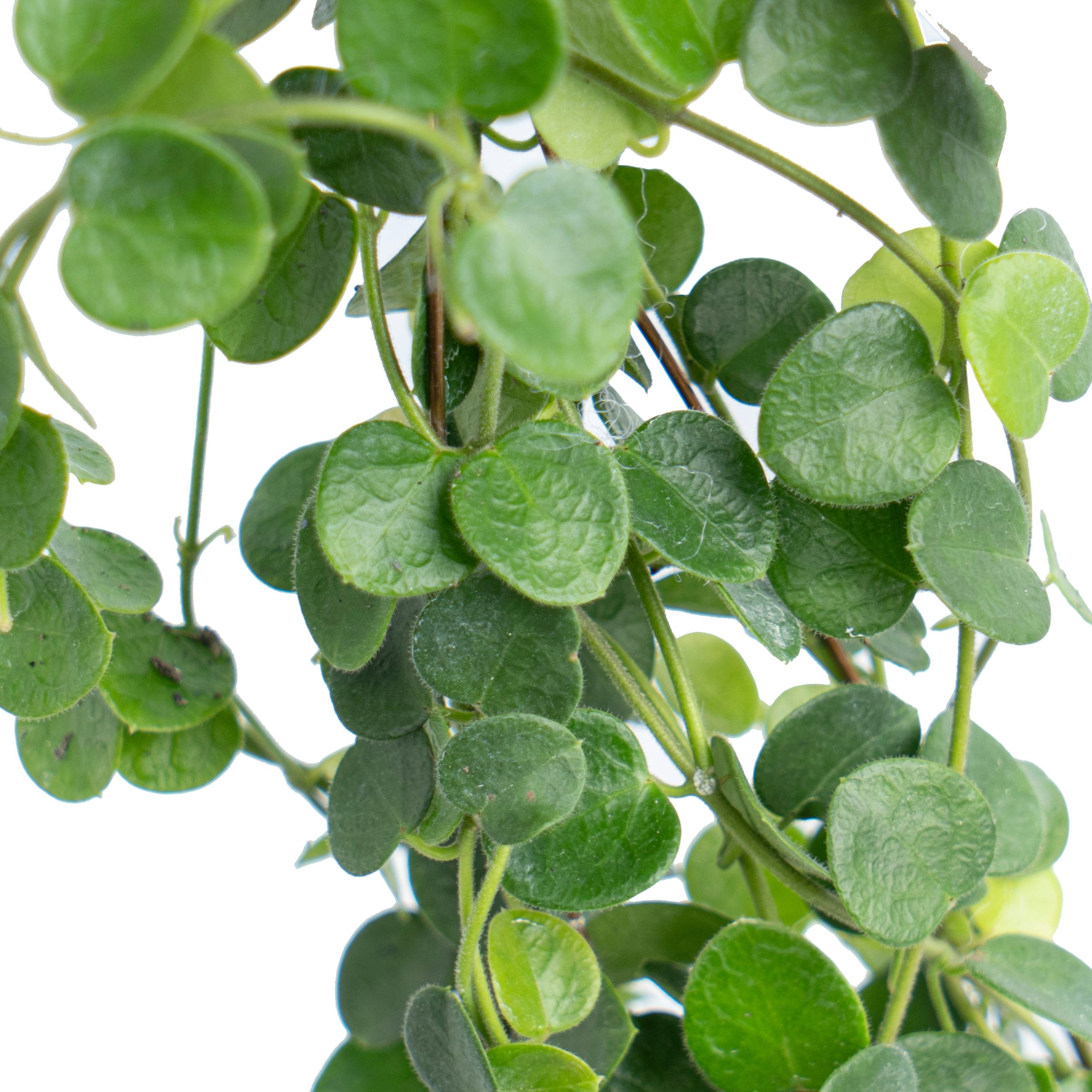 Hoya Im08 - Image 3