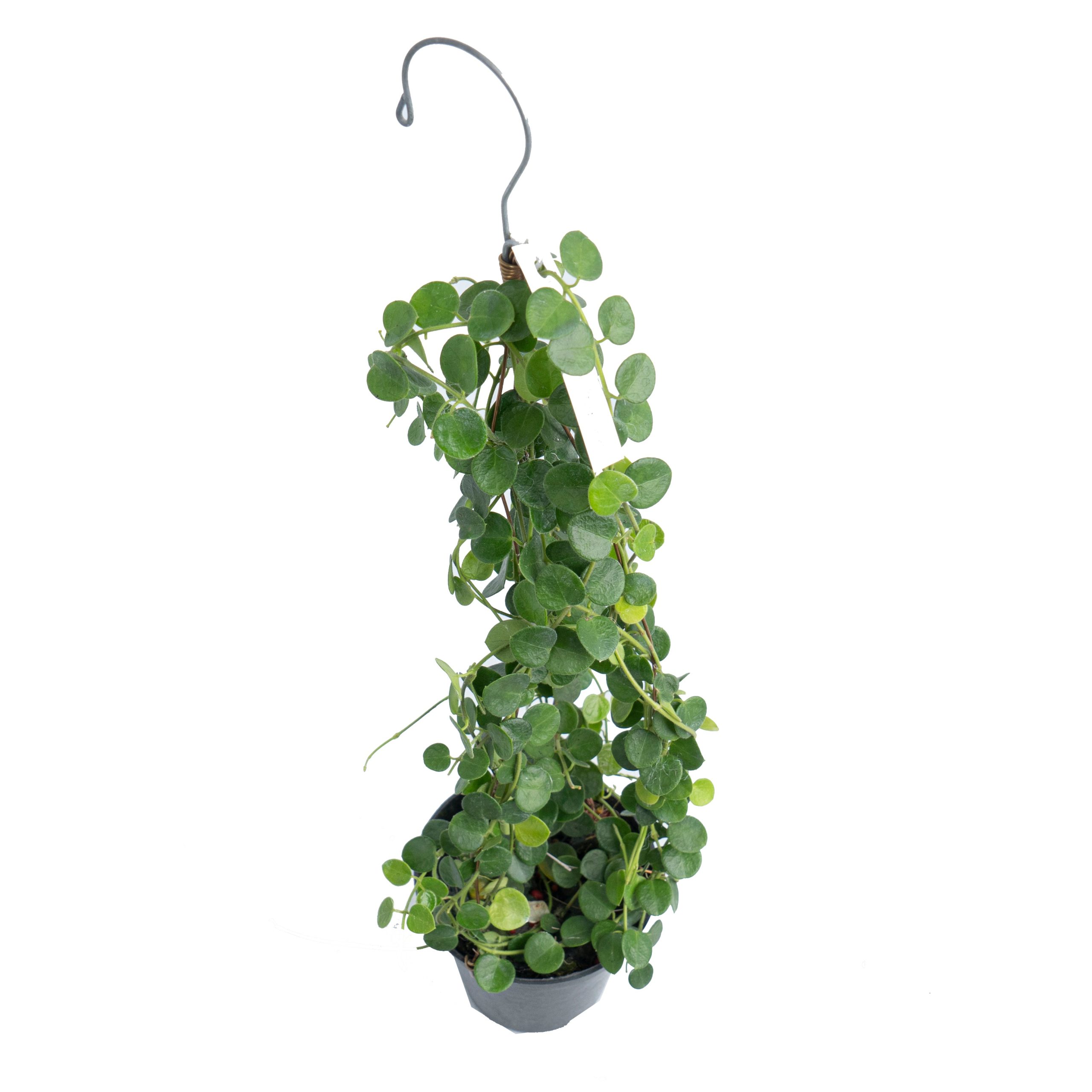 Hoya Im08 - Image 4