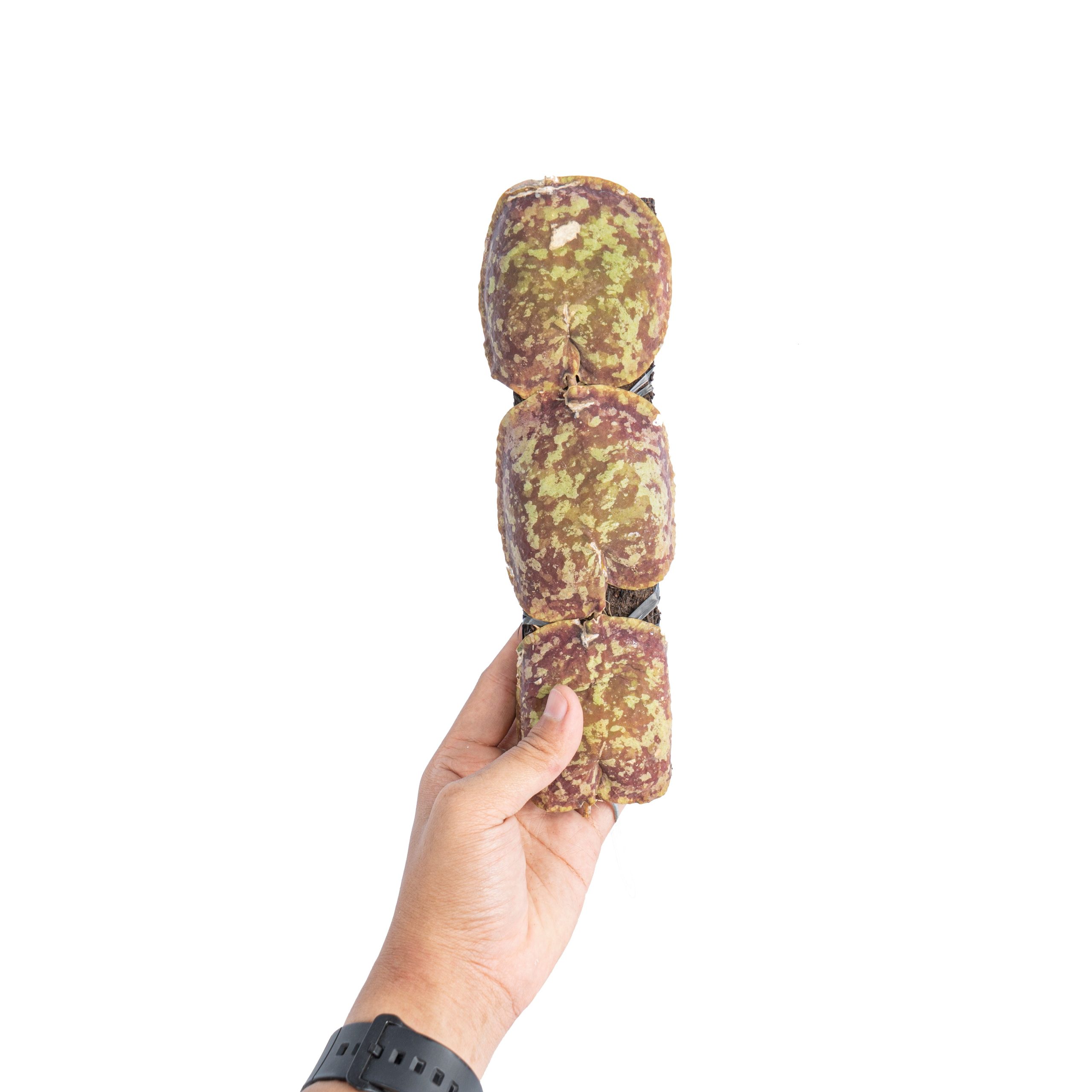 Hoya imbricata