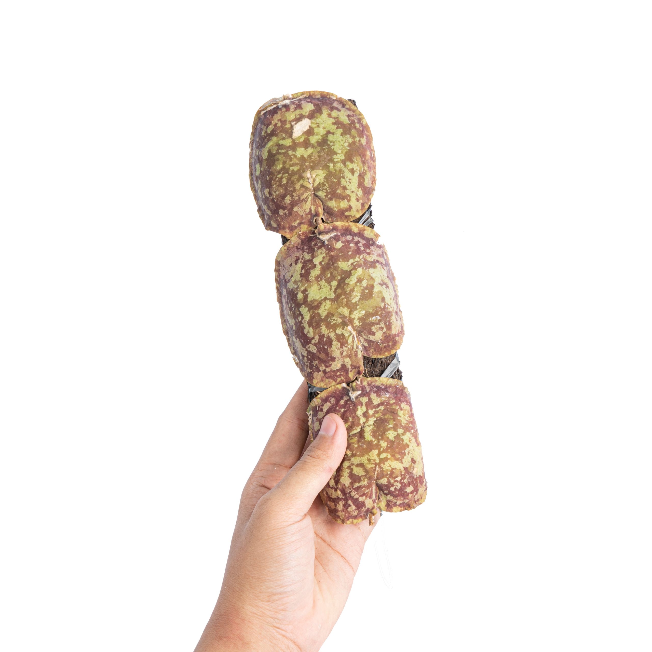 Hoya imbricata - Image 2