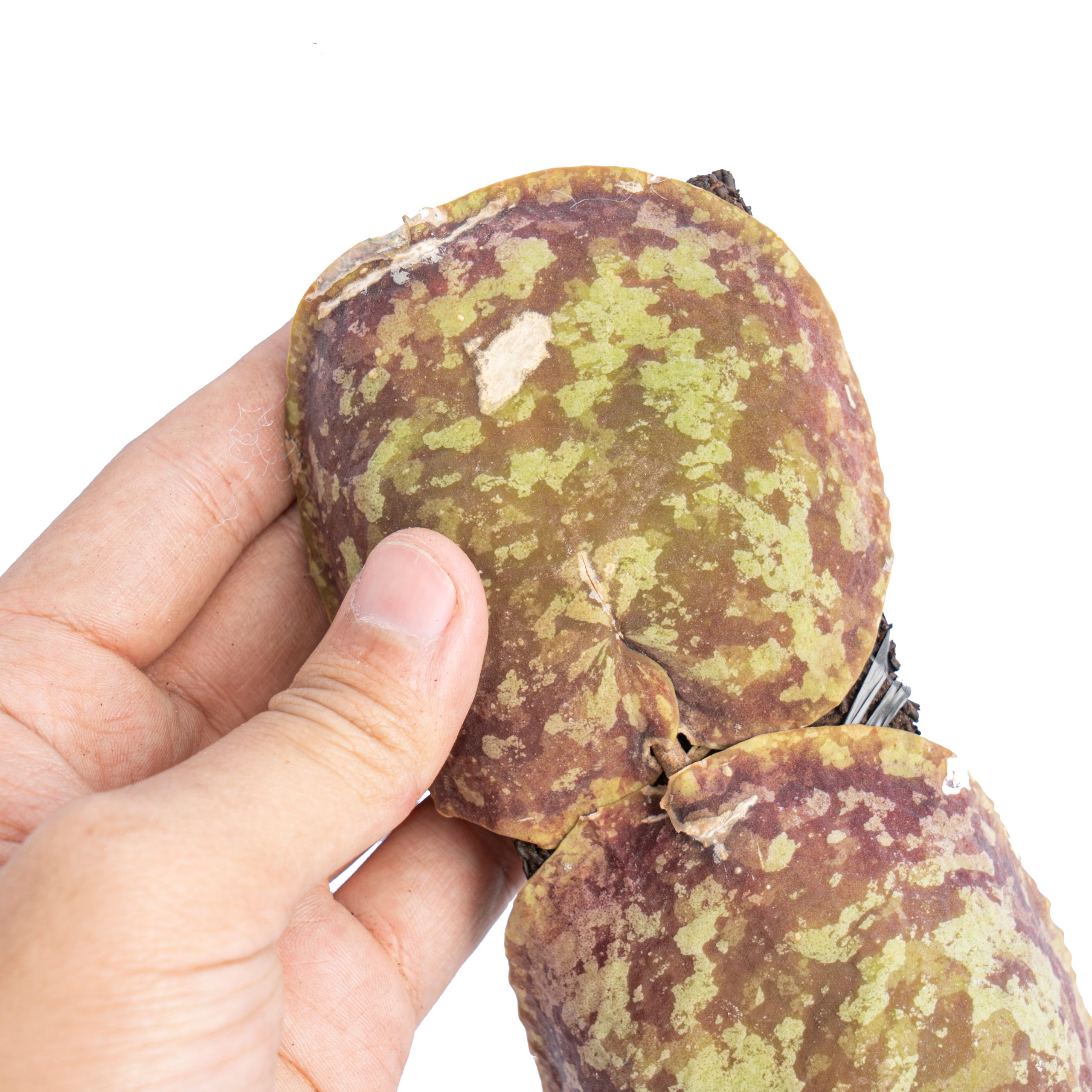 Hoya imbricata - Image 3