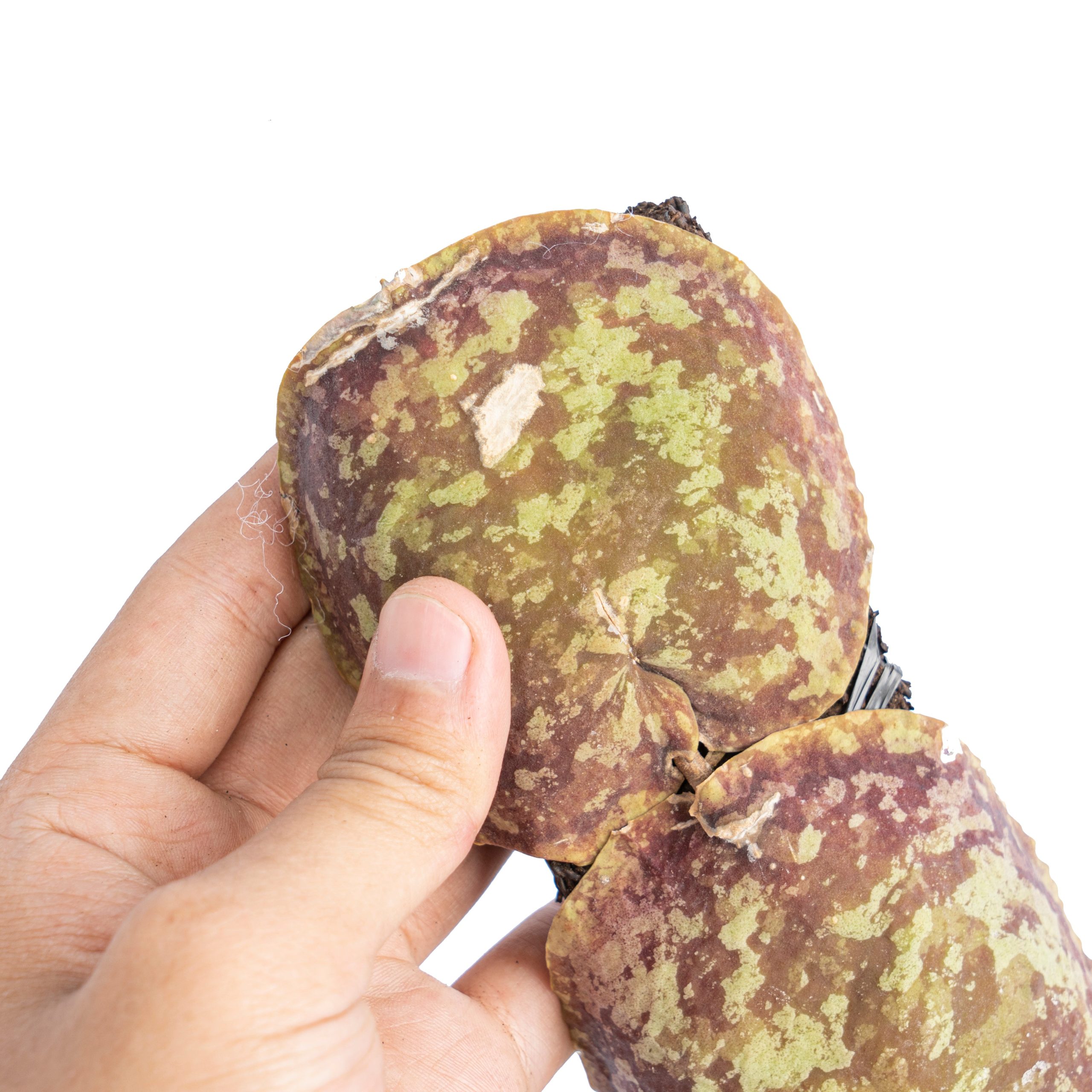 Hoya imbricata - Image 4