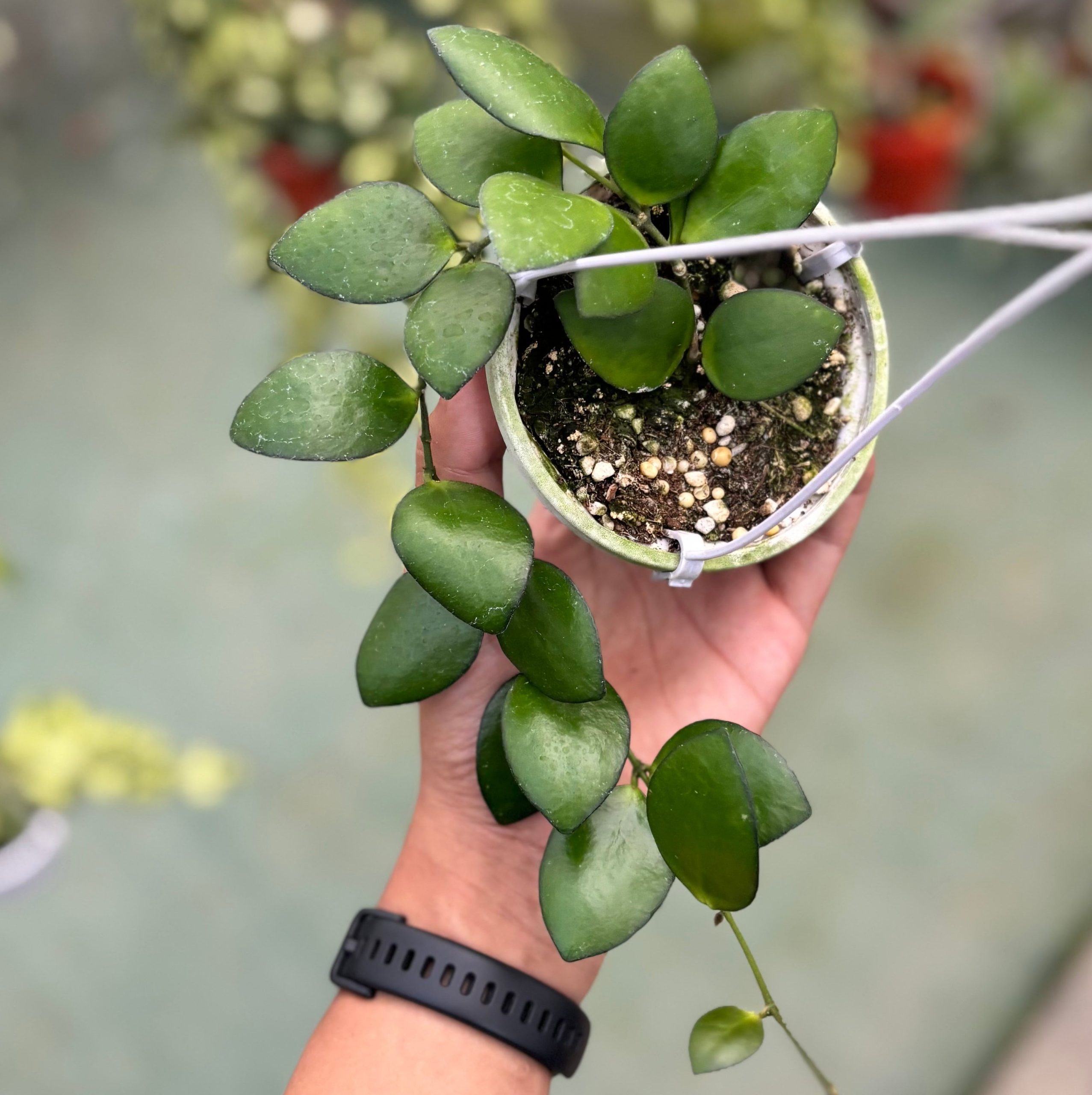 Hoya incurvula green - Image 2