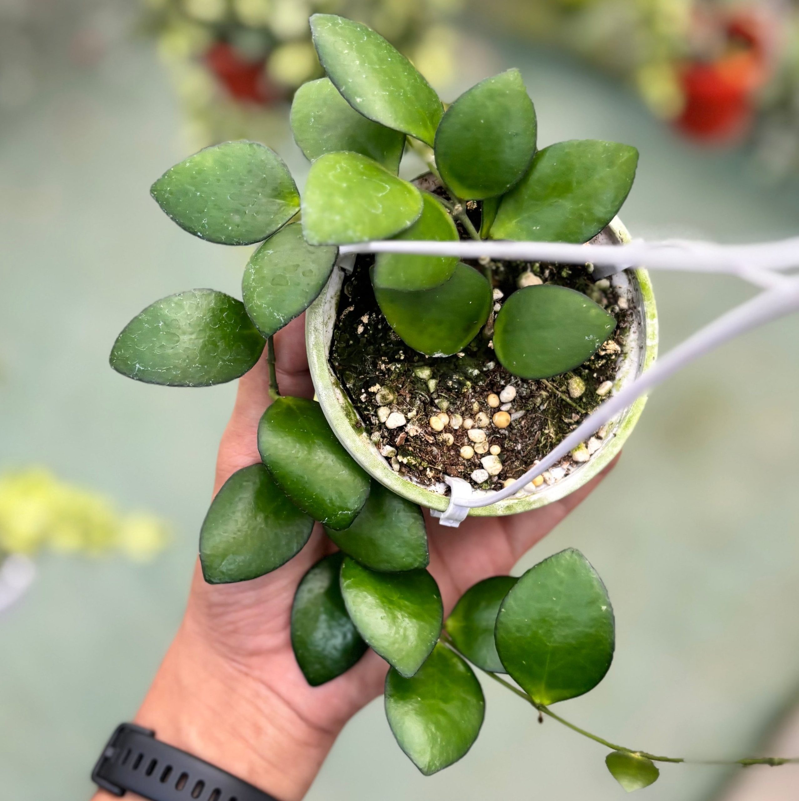 Hoya incurvula green - Image 3