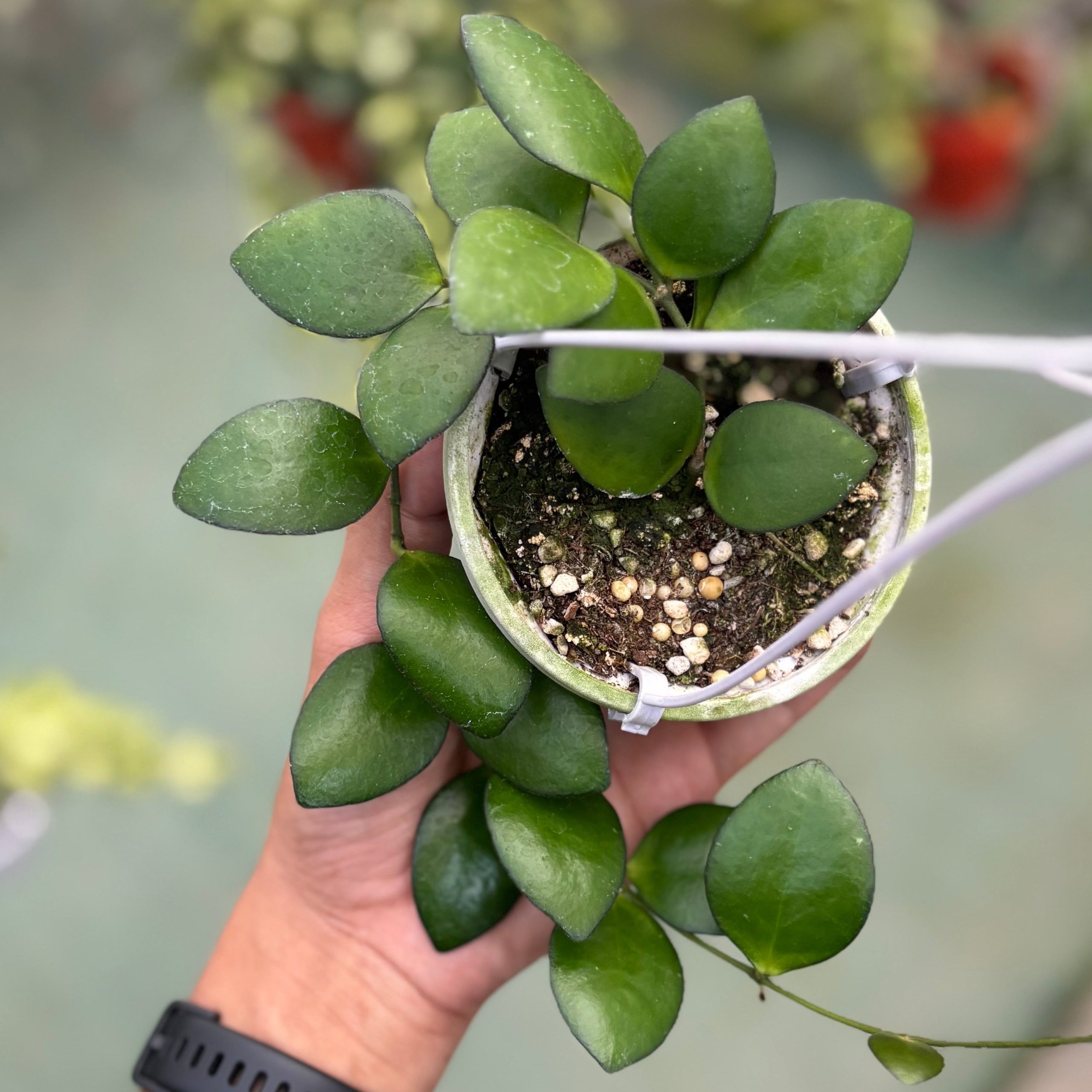 Hoya incurvula green - Image 4