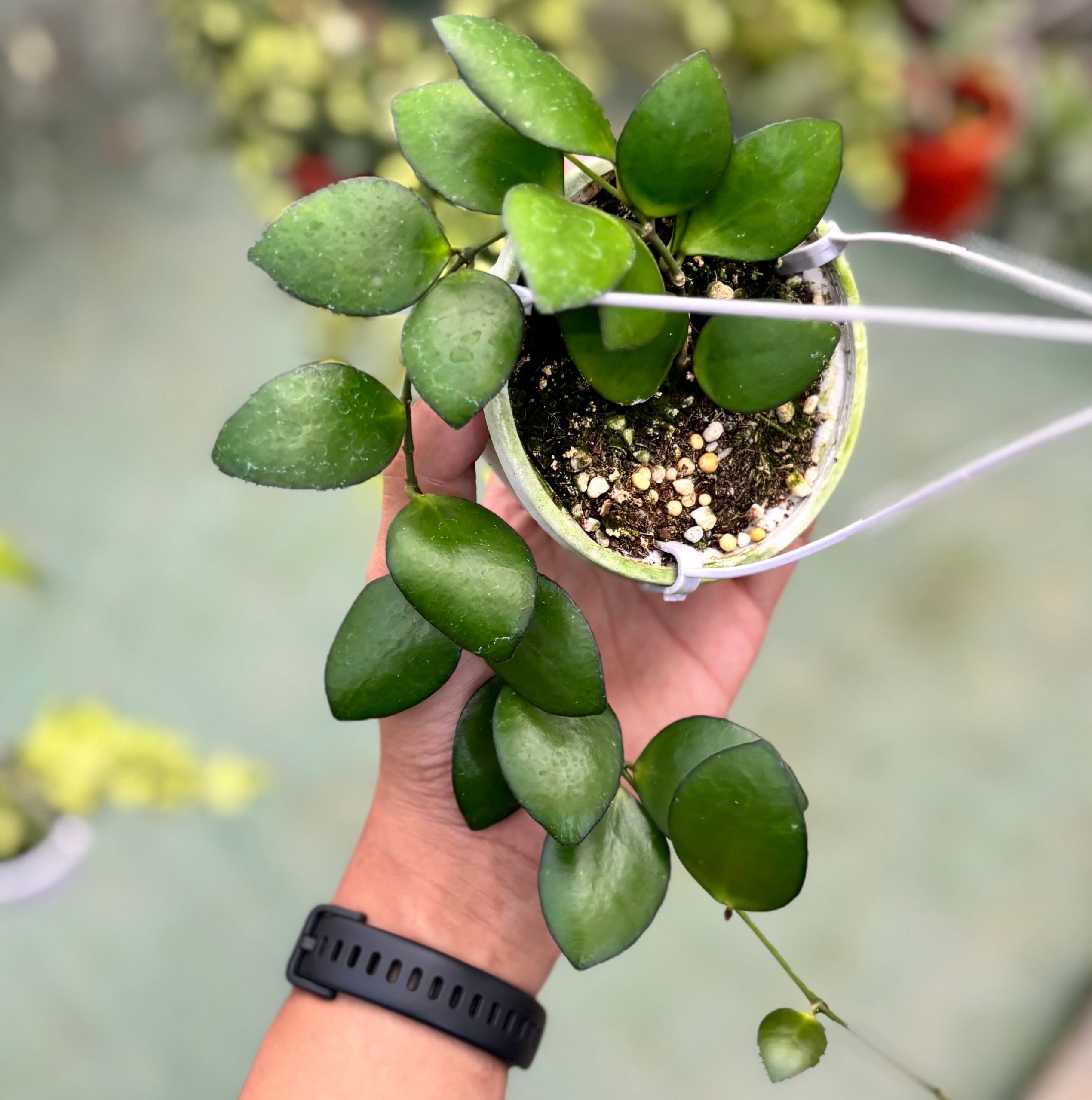 Hoya incurvula green - Image 5