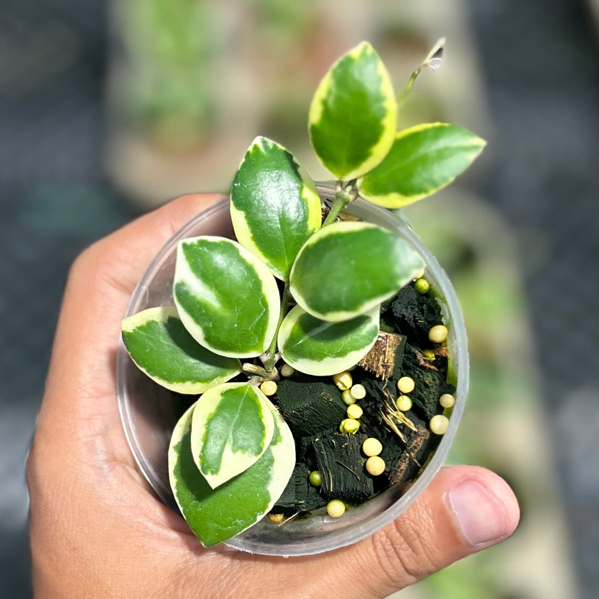 Hoya incurvula ‘palta’ - Image 2