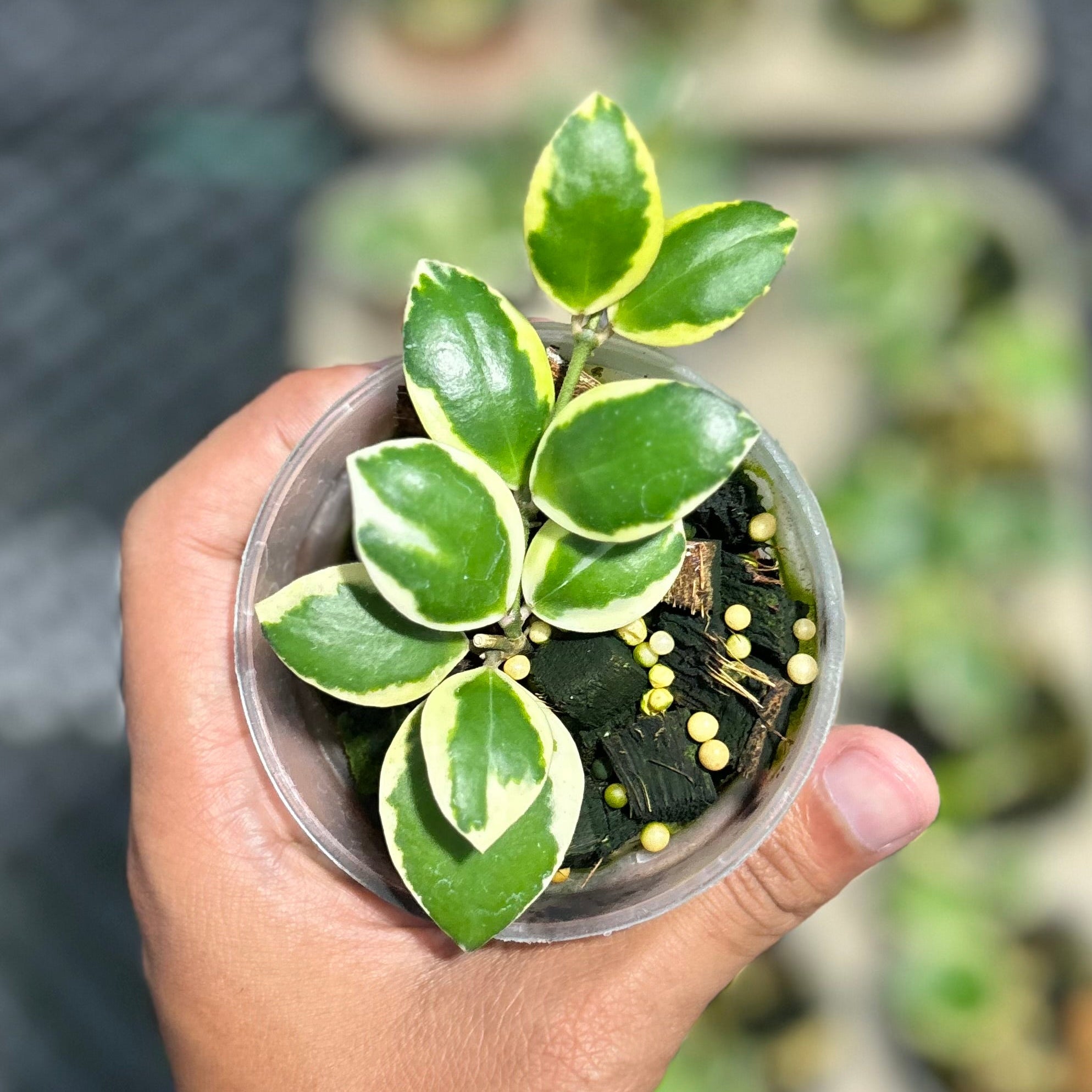 Hoya incurvula ‘palta’ - Image 3