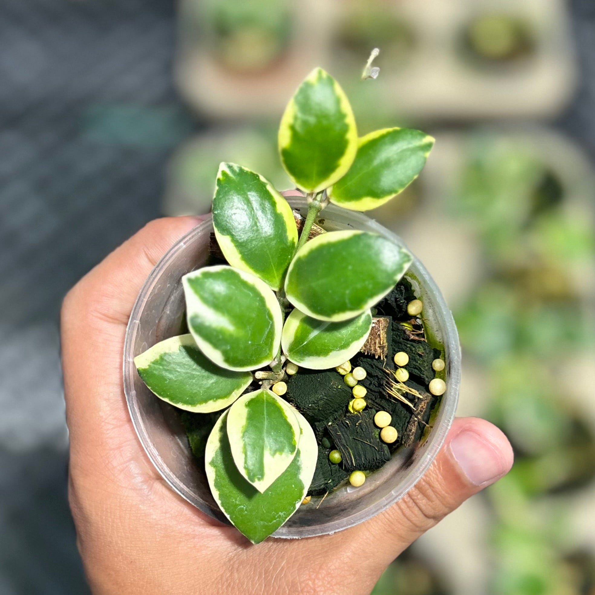 Hoya incurvula ‘palta’ - Image 4