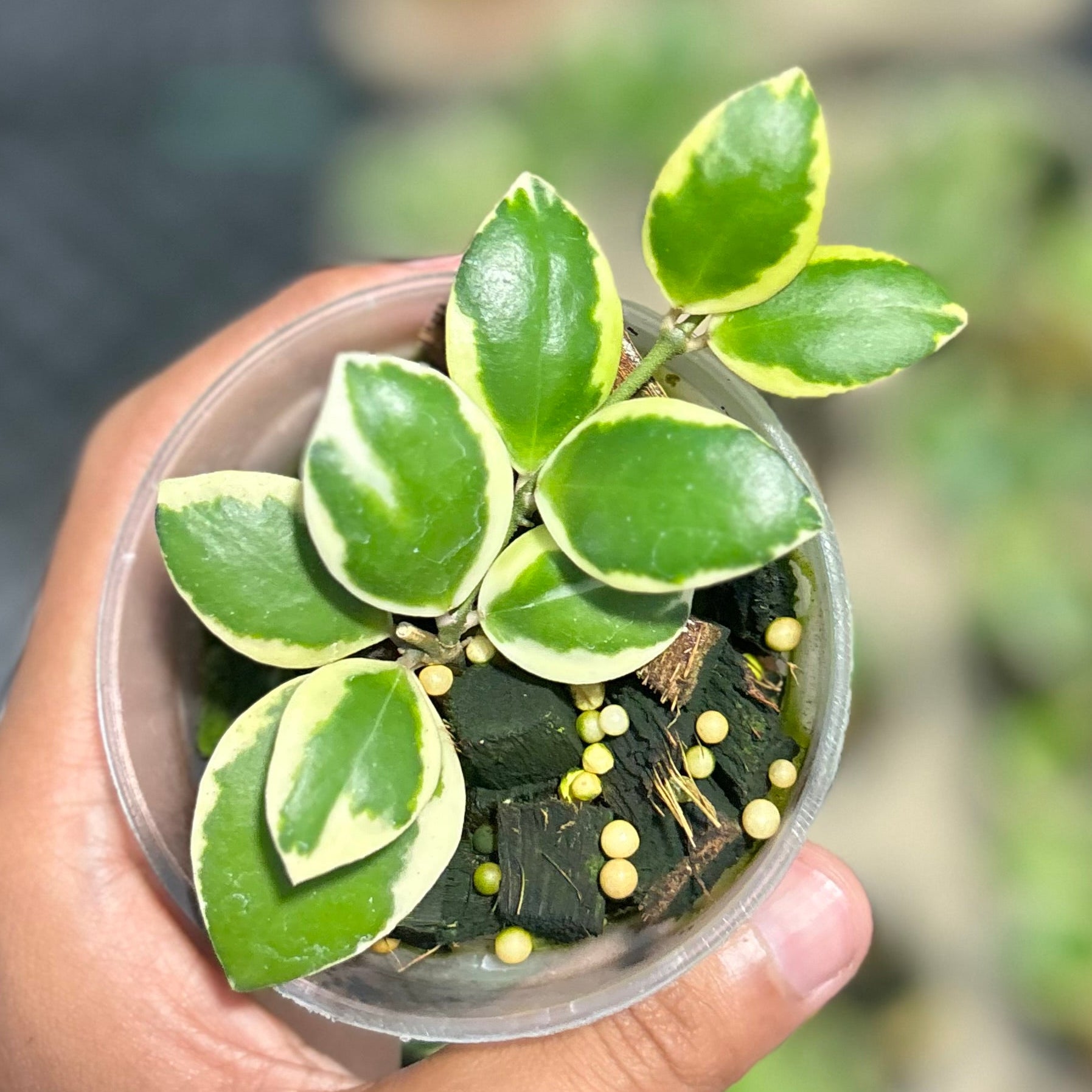 Hoya incurvula ‘palta’ - Image 5