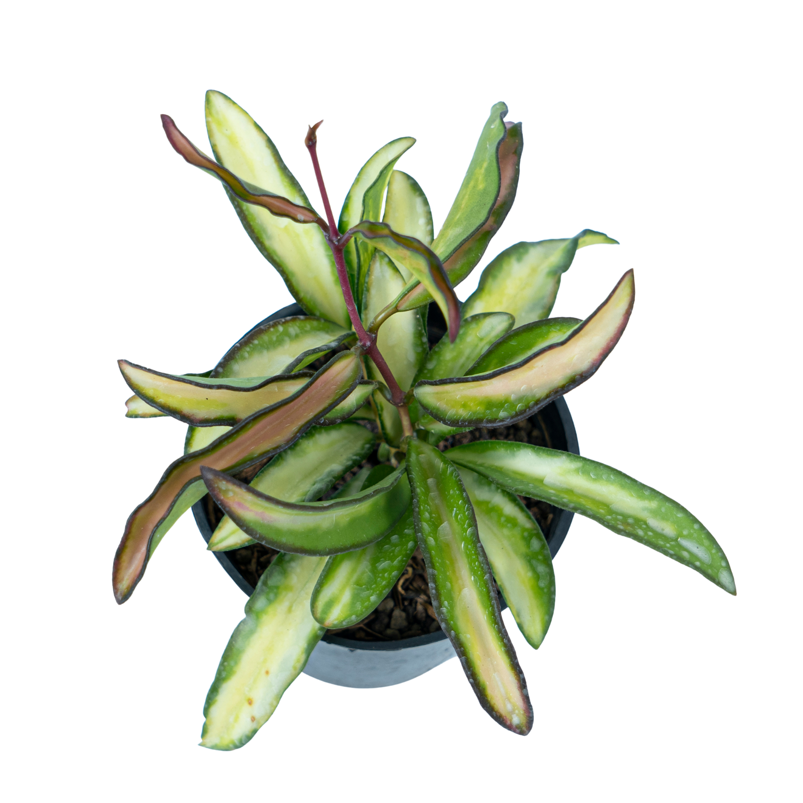 Hoya Wayetii Tricolour - Image 3