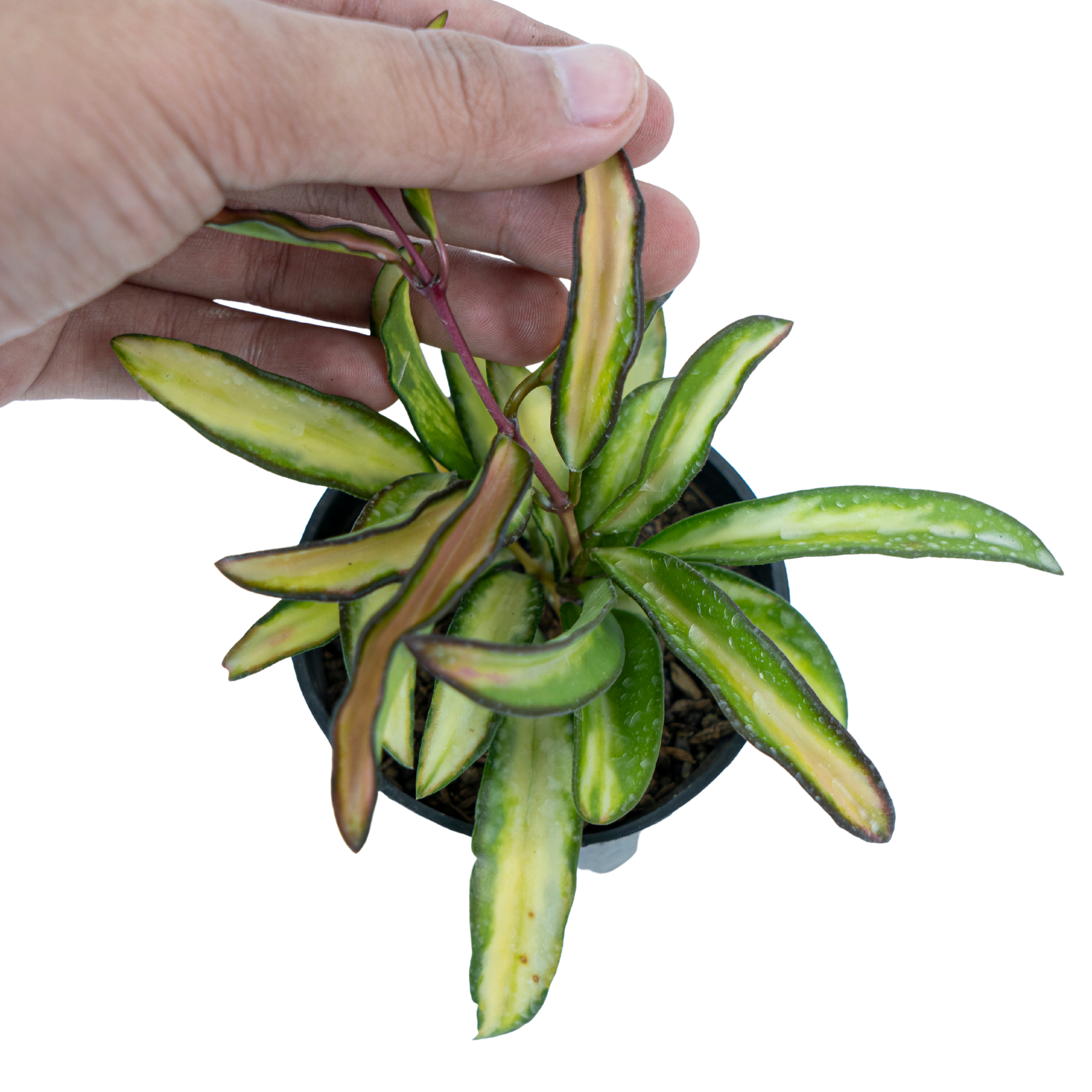 Hoya Wayetii Tricolour - Image 4