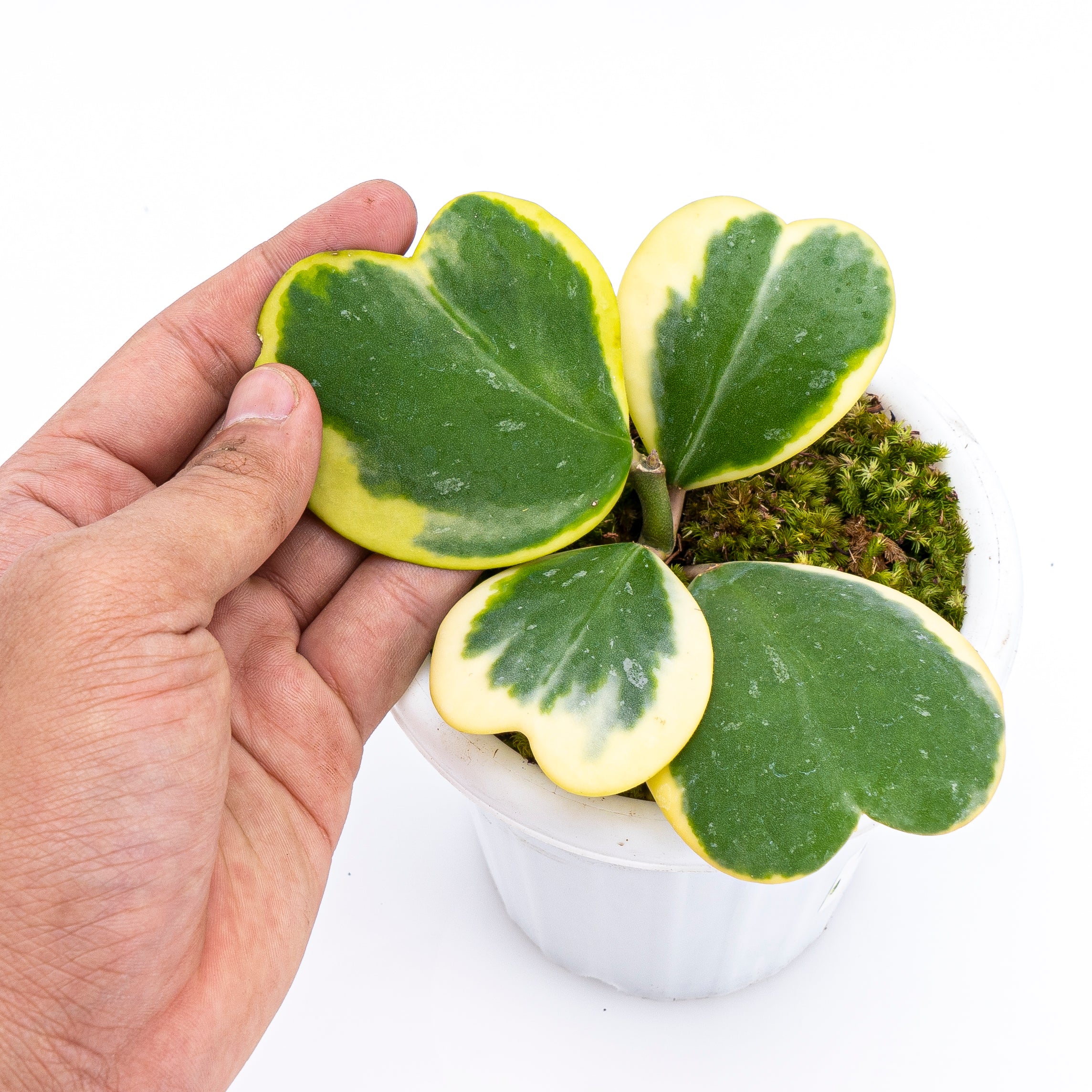 Hoya Kerri Variegated - Image 2