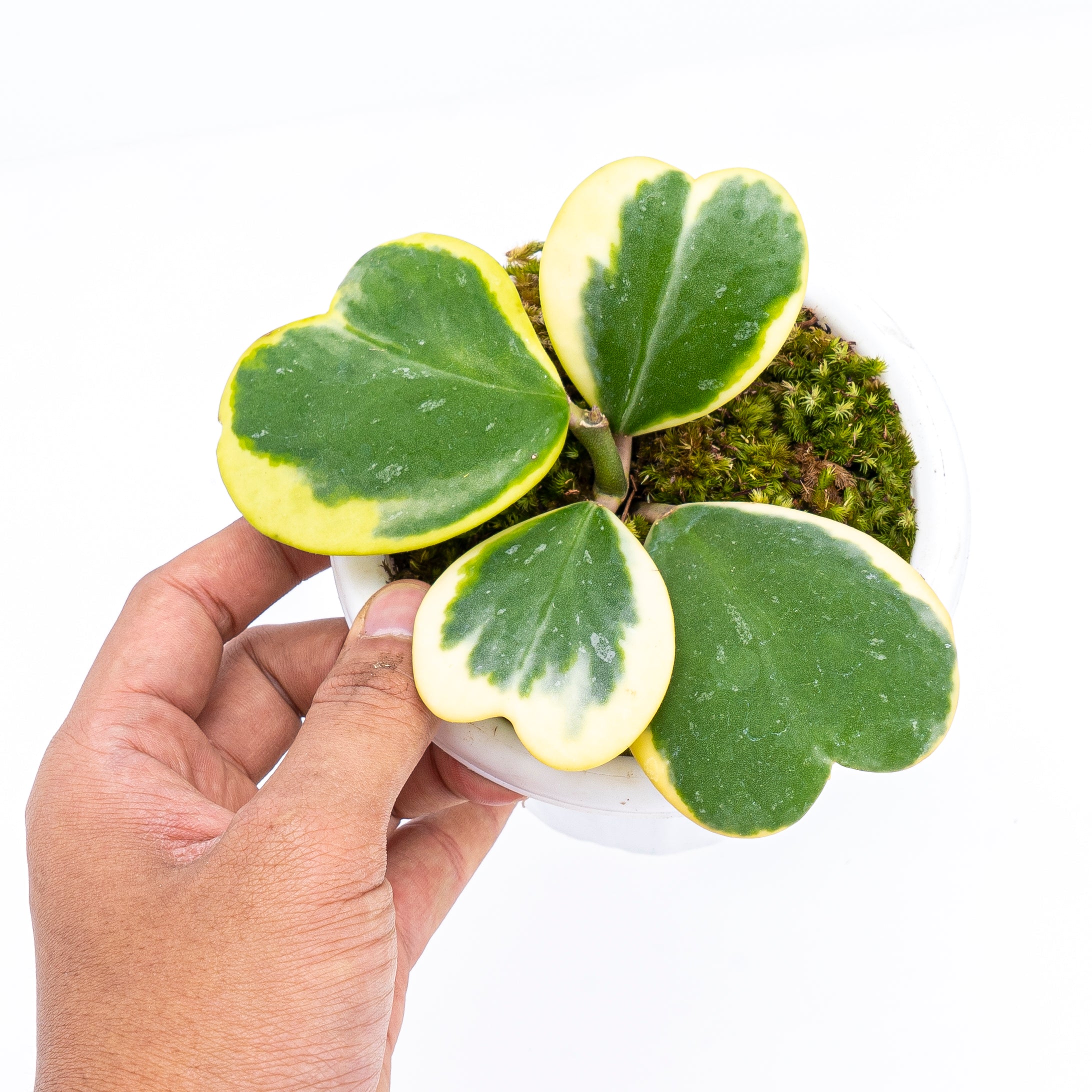 Hoya Kerri Variegated - Image 3
