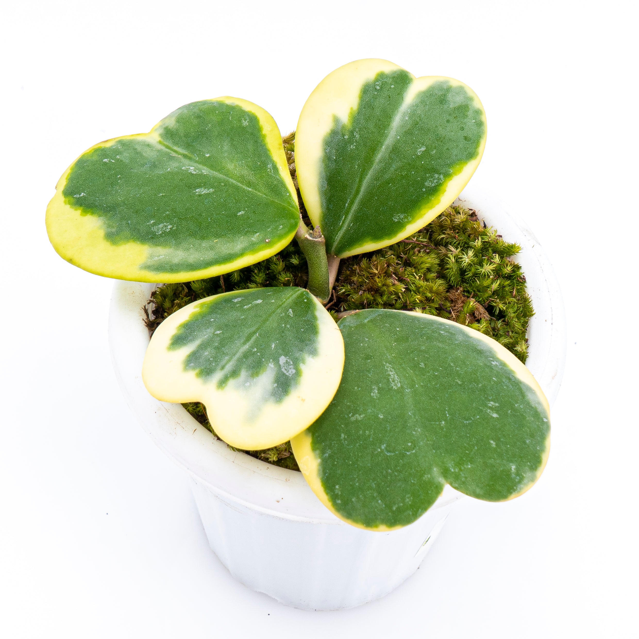Hoya Kerri Variegated - Image 4