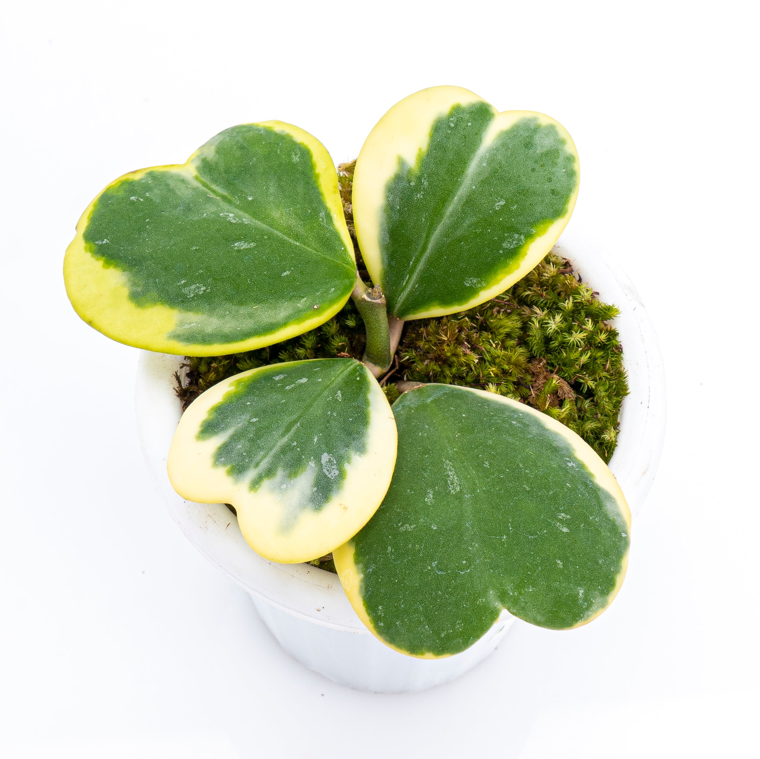 Hoya Kerri Variegated - Image 5