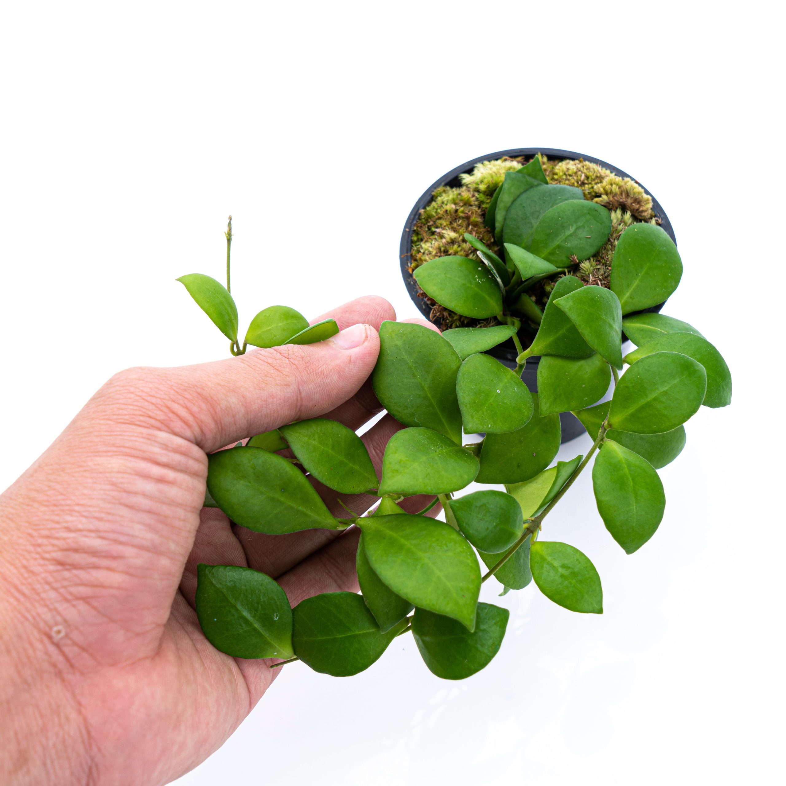 Hoya Lacunosa - Image 3