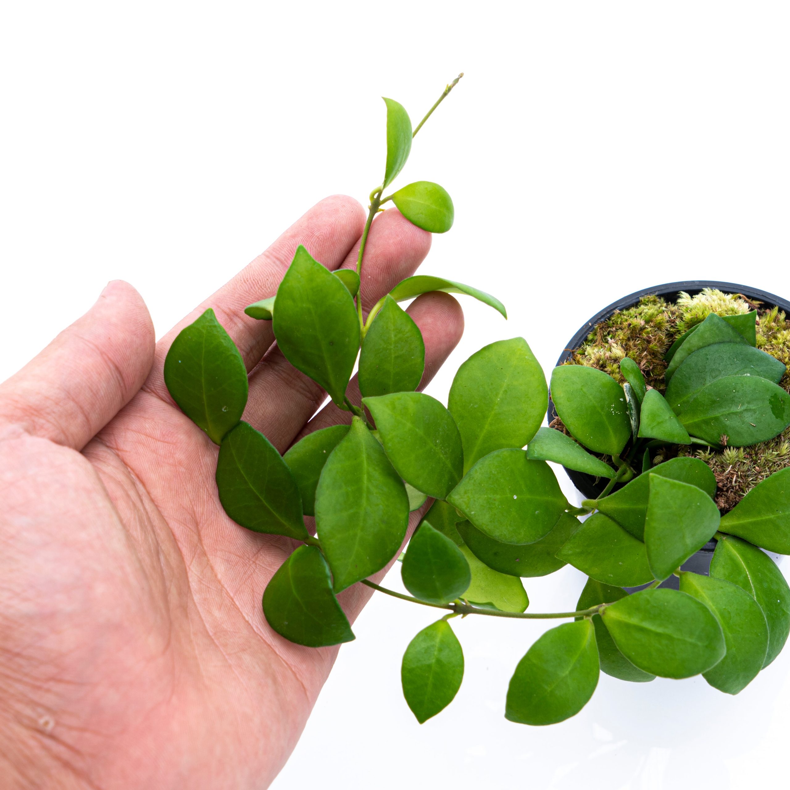 Hoya Lacunosa - Image 4