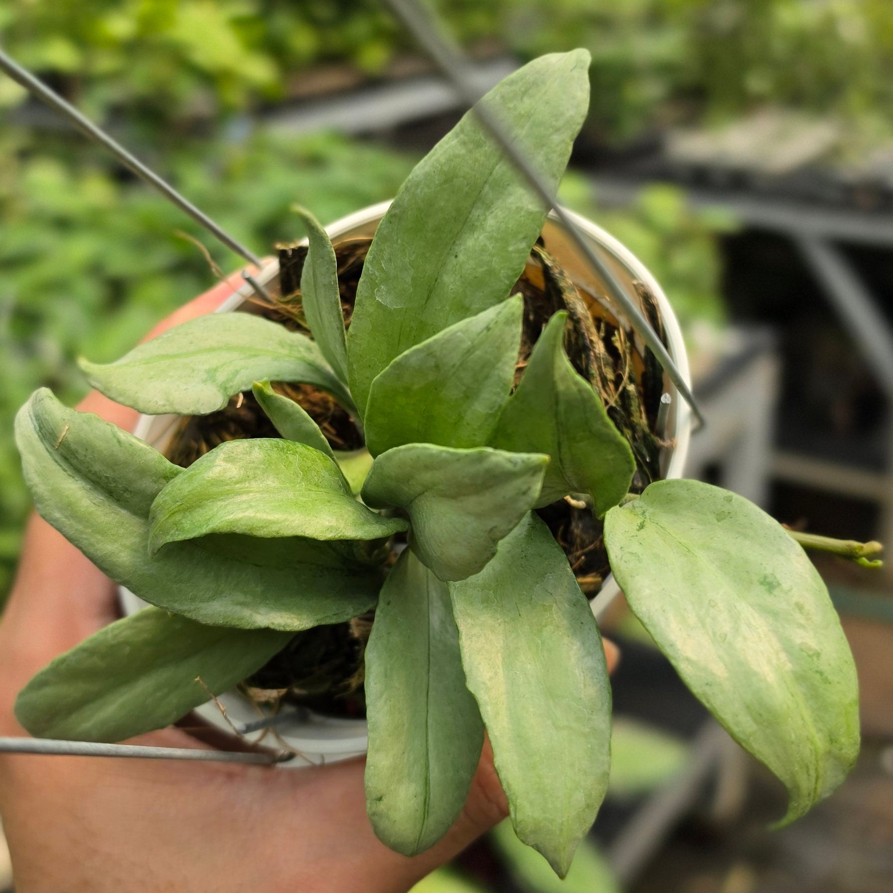 Hoya lacunosa ‘Curly’ - Image 2