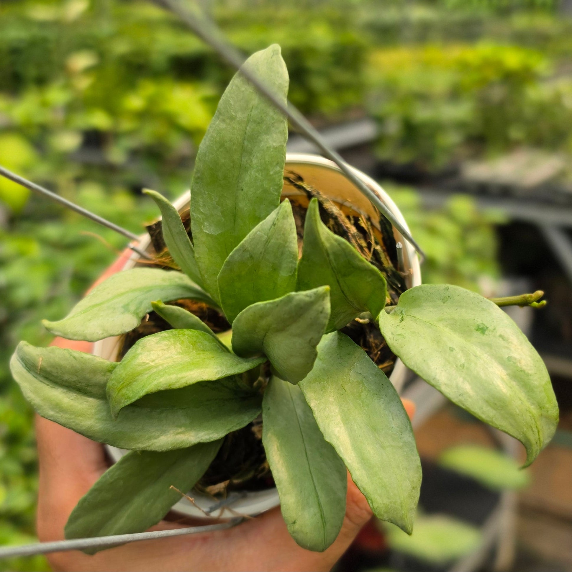 Hoya lacunosa ‘Curly’ - Image 3